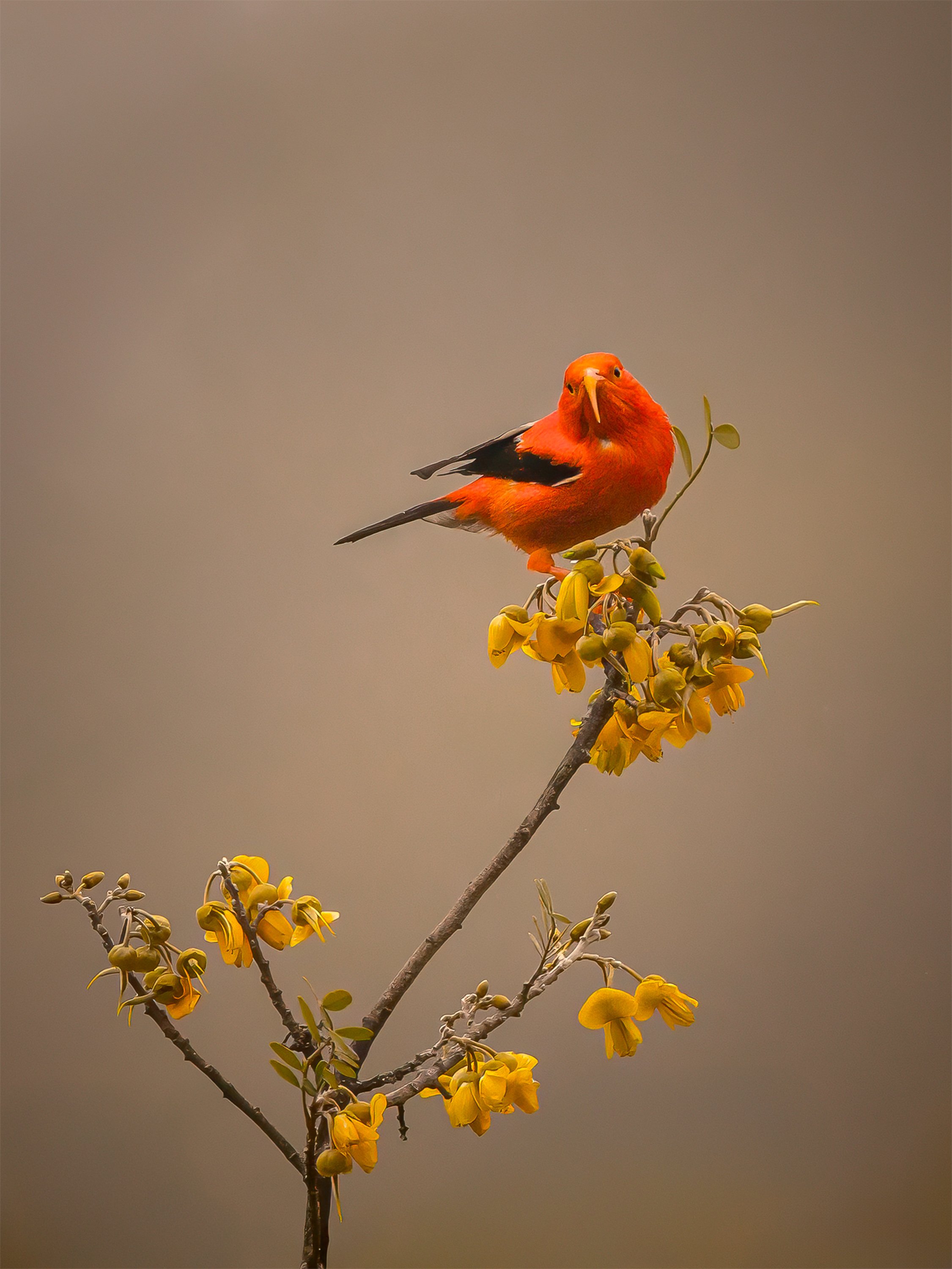 A vibrant orange bird with black and white wings perched on a yellow flowering branch.