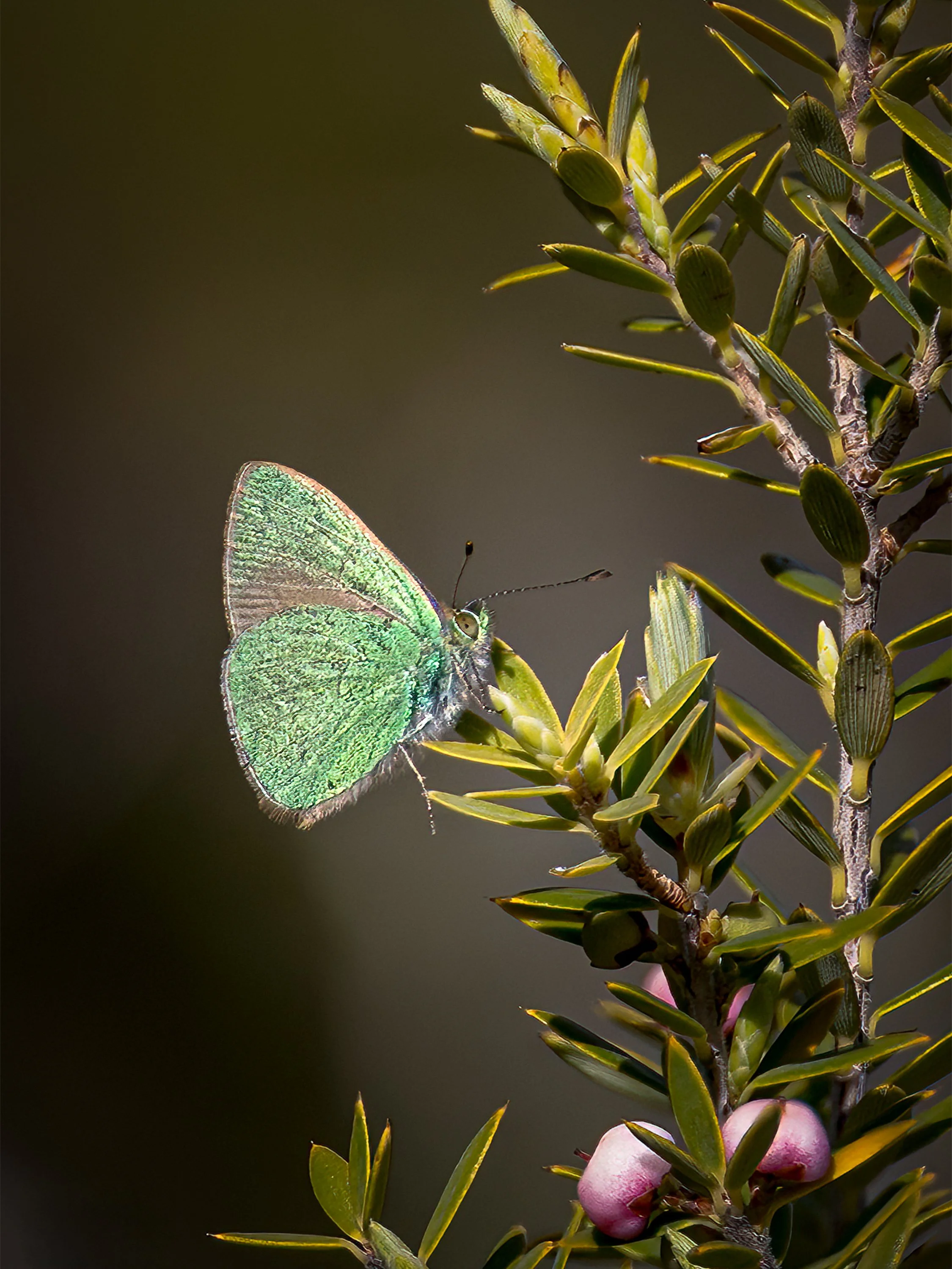 A green butterfly with iridescent wings resting on a plant stem, near pink berries and green leaves.
