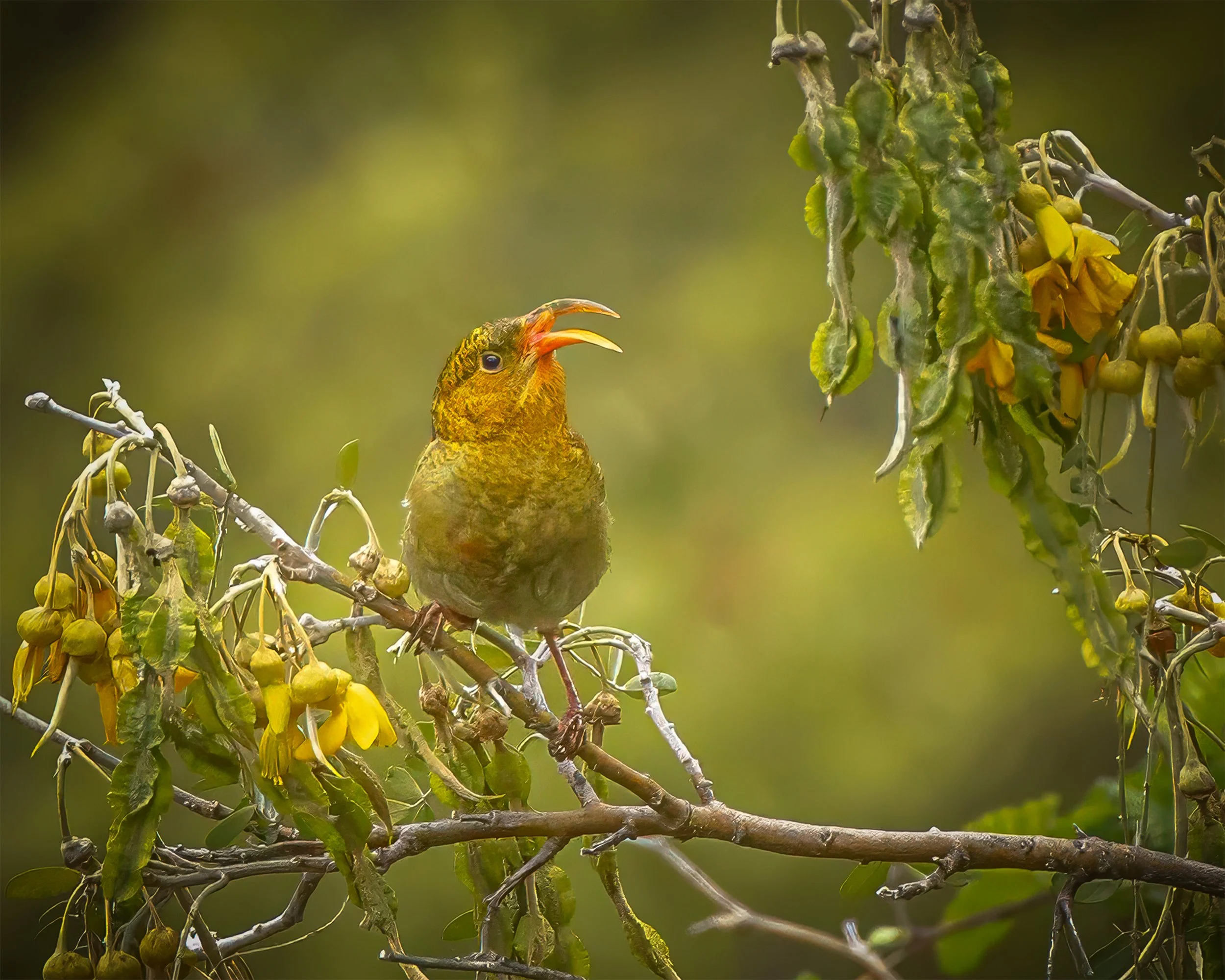 Keiki ʻIʻiwi on Māmane Tree