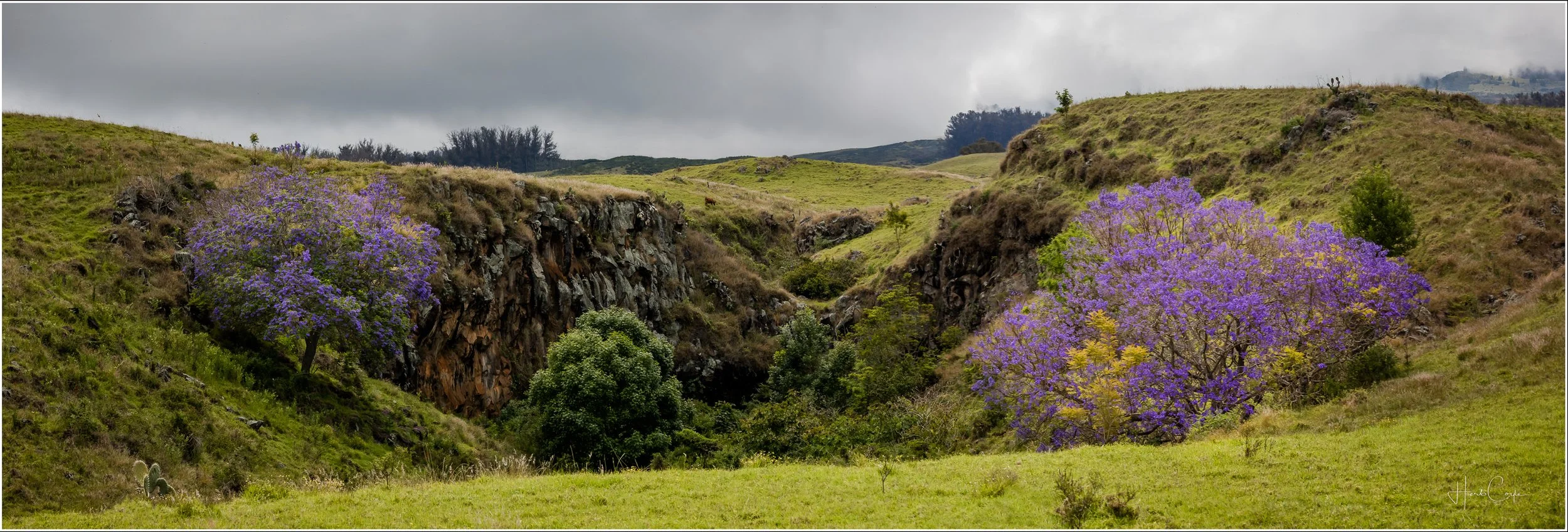 Green rolling hills with rocks and purple flowering trees, cloudy sky in the background.