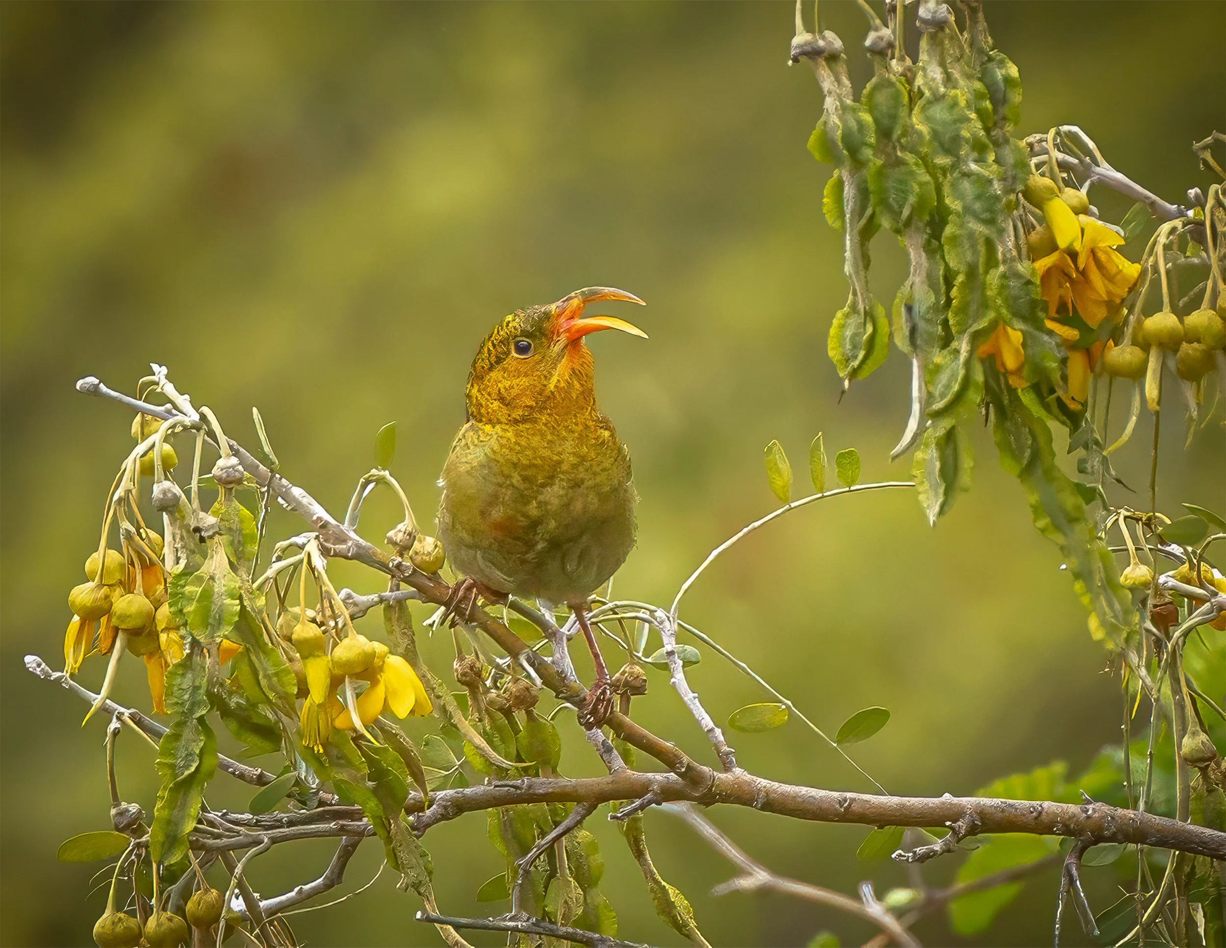 A yellow beak bird perched on a branch near shriveled yellow flowers and green leaves with a blurred green background.