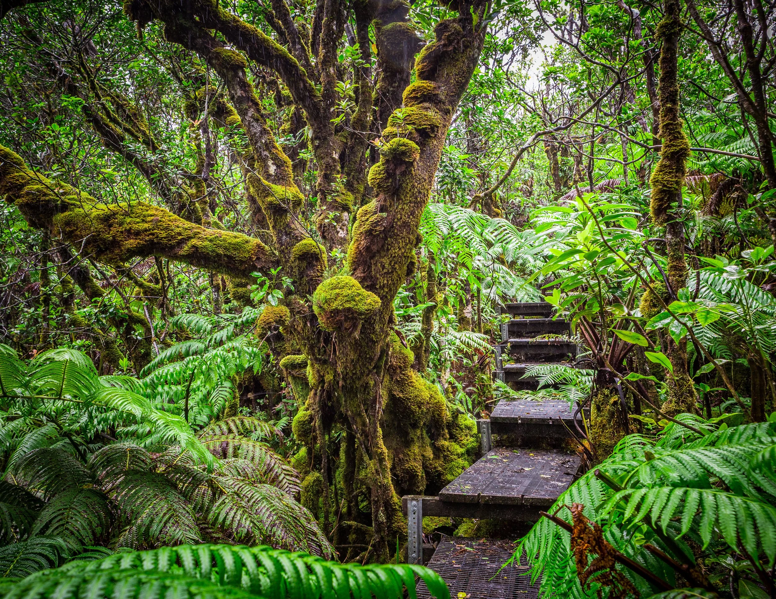 A dense, lush rainforest scene with tall moss-covered trees and various green ferns. A wooden staircase with metal supports winds through the greenery, leading deeper into the forest.