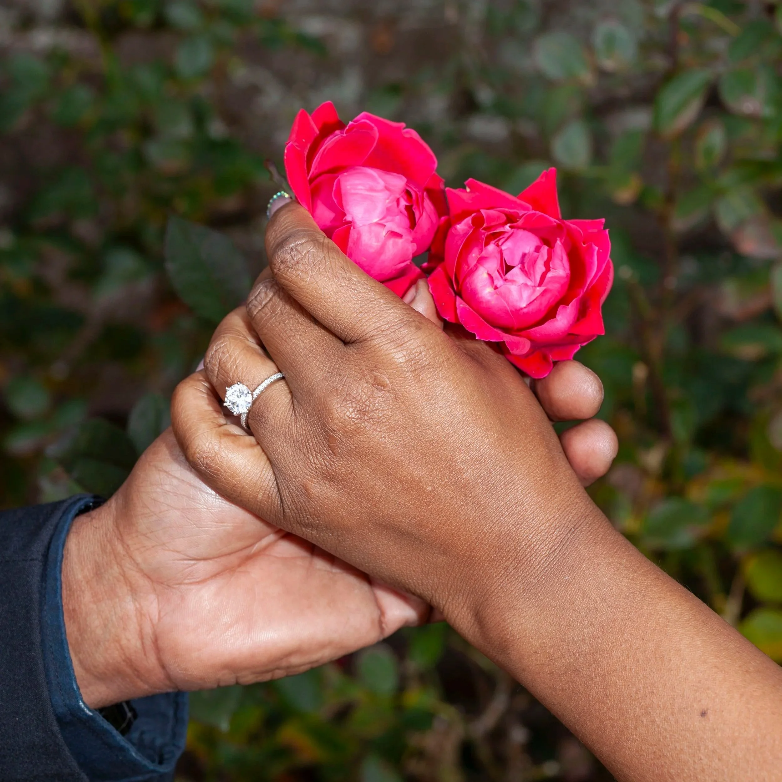 A hand holding pink roses with a blurred background of green foliage.