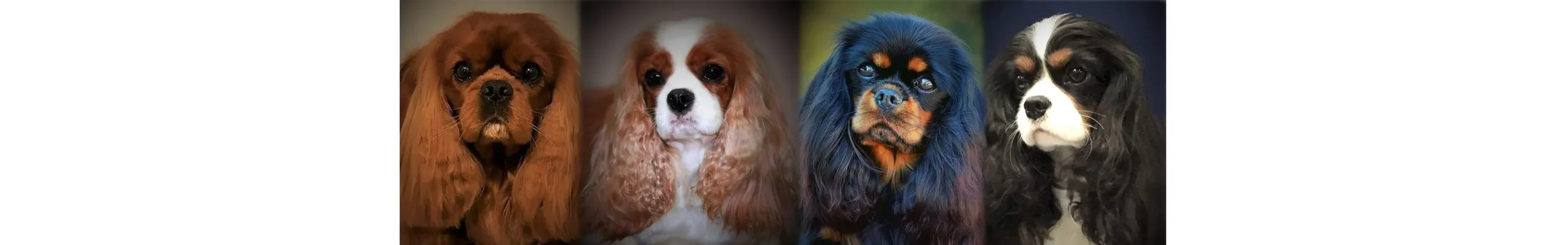 Four Cavalier King Charles spaniels