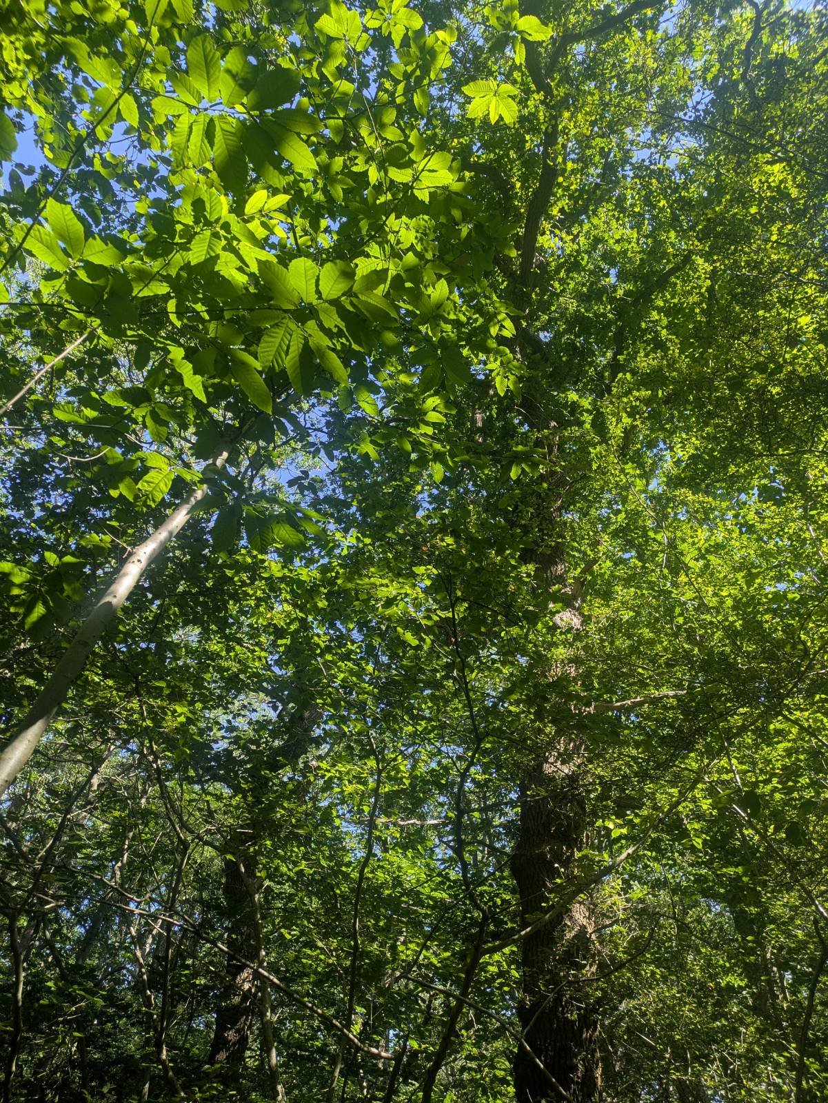 Looking up at a dense green forest canopy with sunlight filtering through the leaves and tree branches.