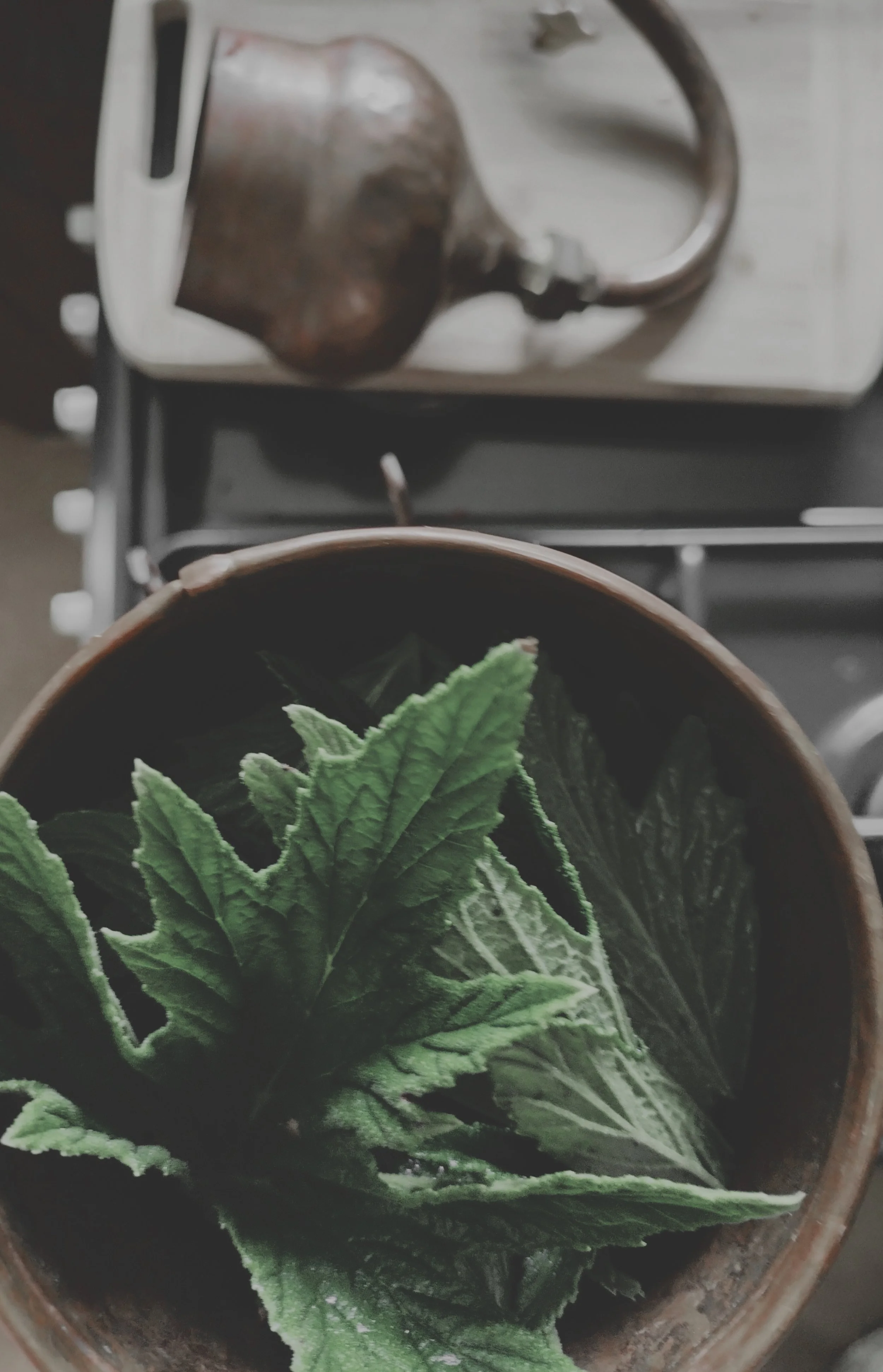 Lemon Geranium