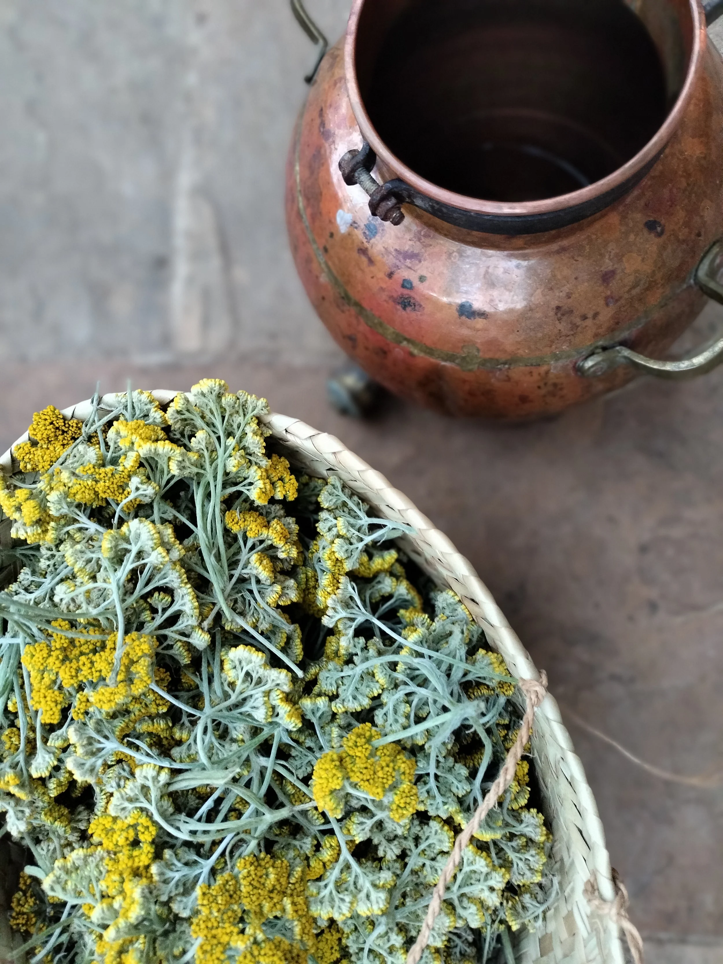 Helichrysum