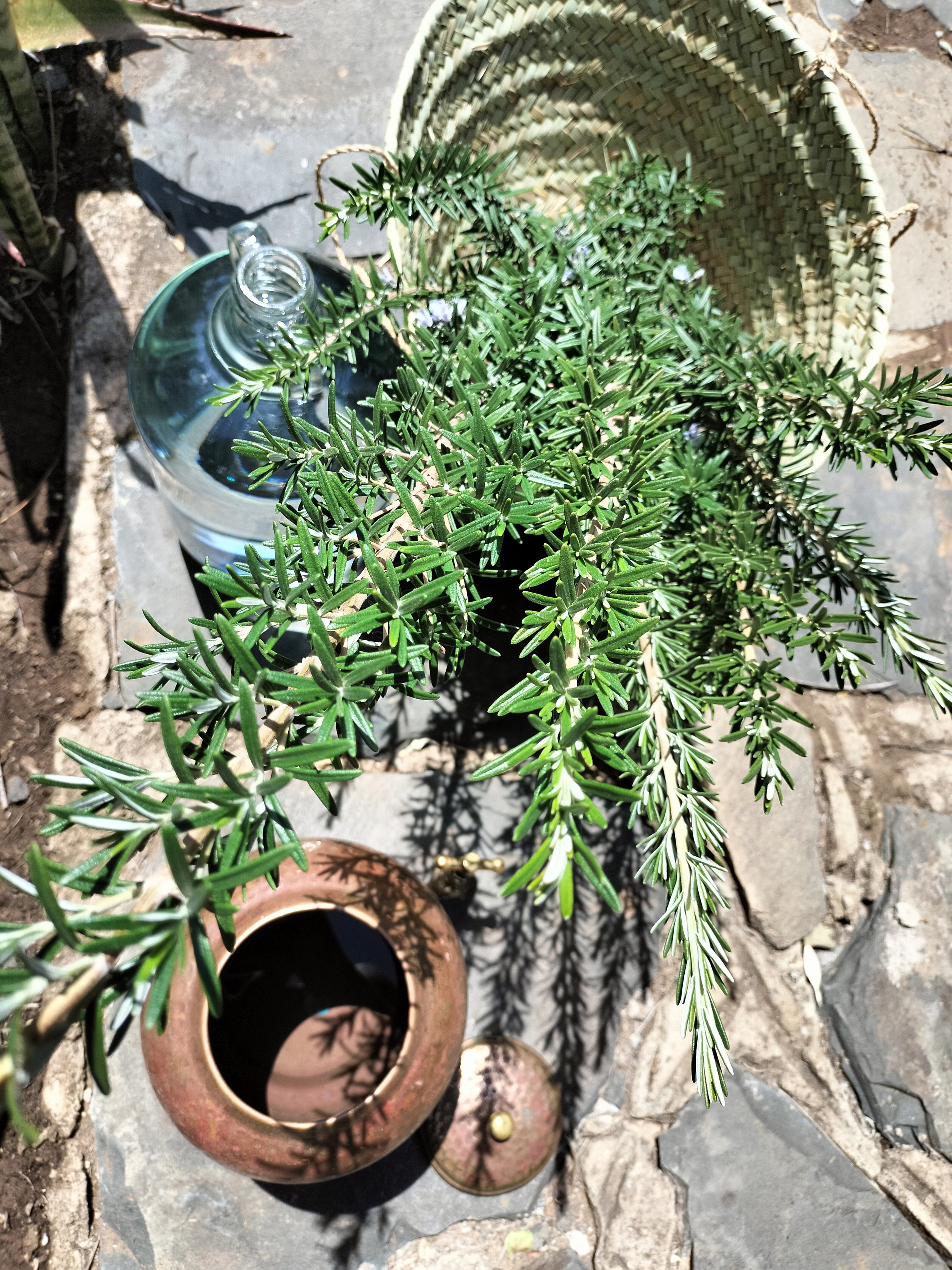 Rosemary