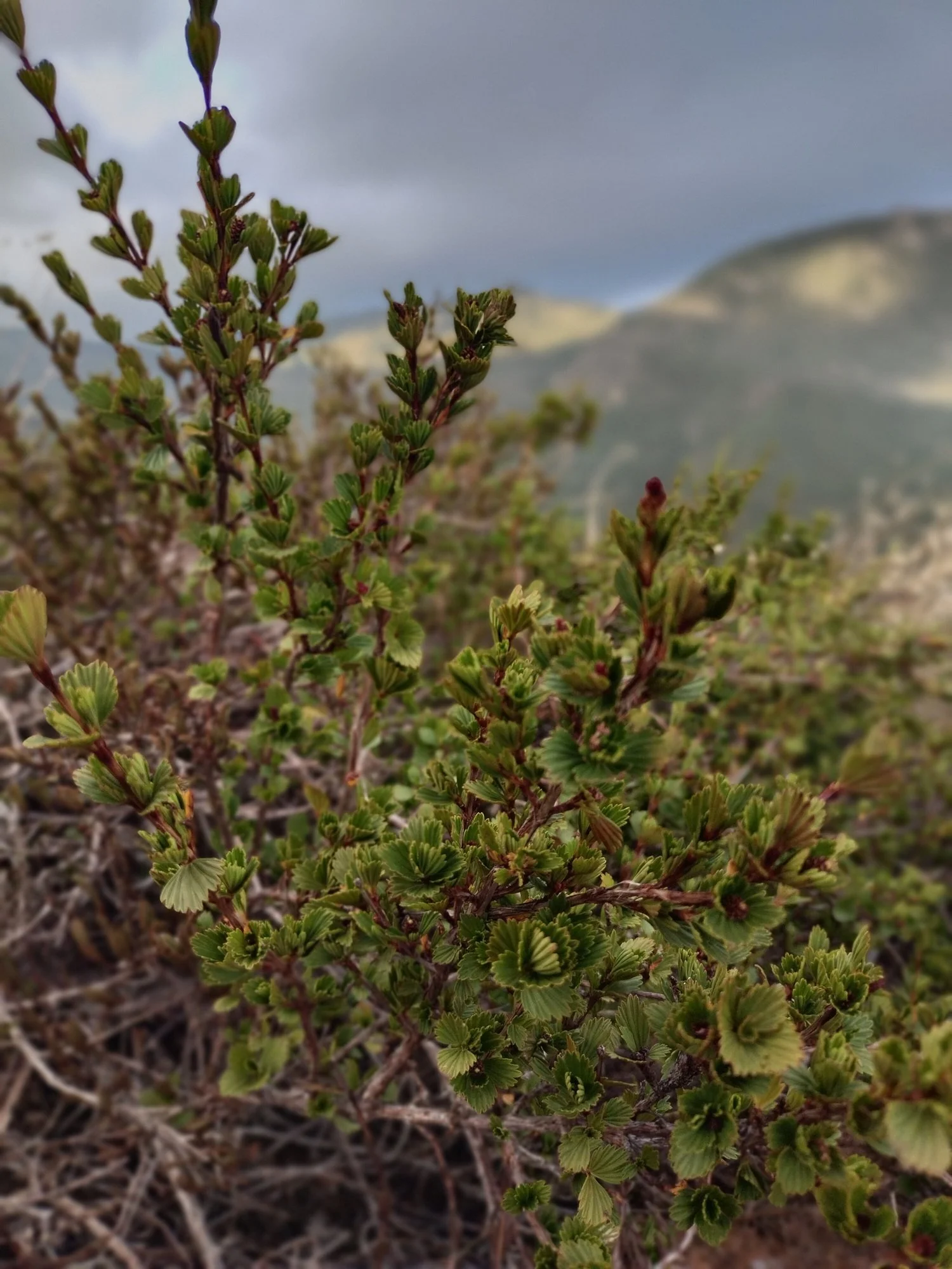Resurrection Plant