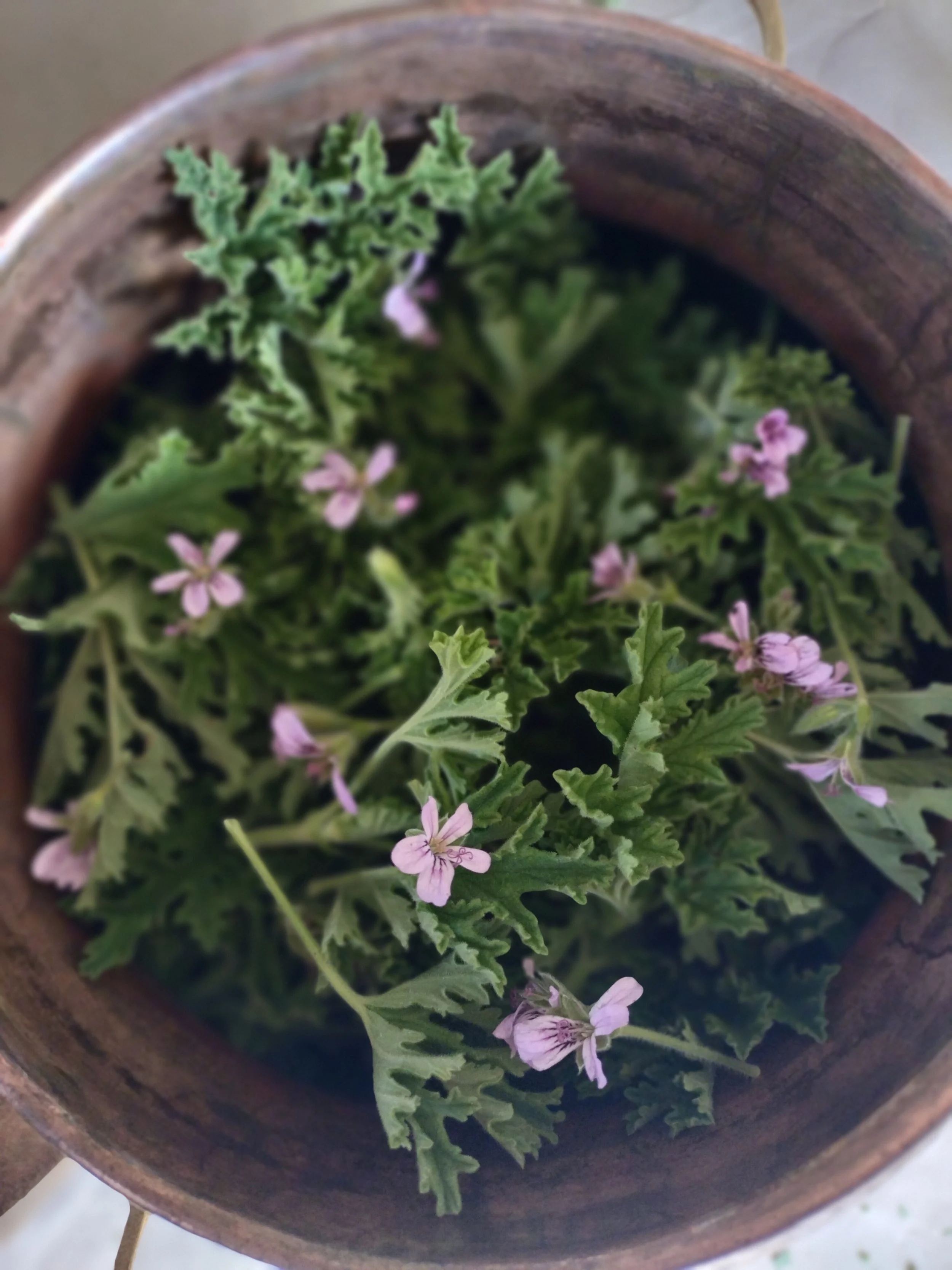 Rose Geranium