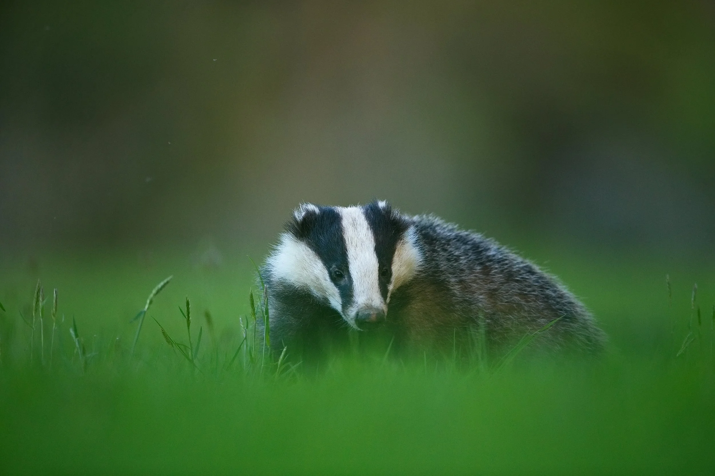 A close-up of a young badger with black and white markings on its face, walking through green grass grass.