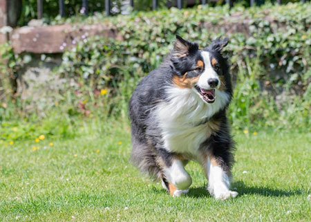 Kirkennan-Estate-Dog-Friendly