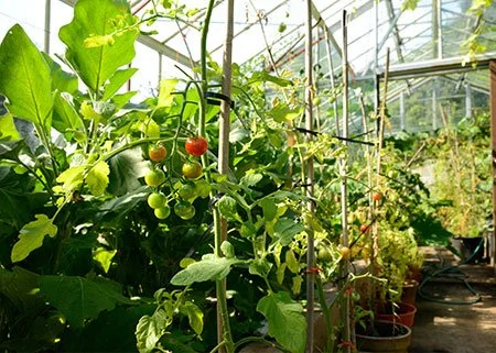 Kirkennan-Greenhouse