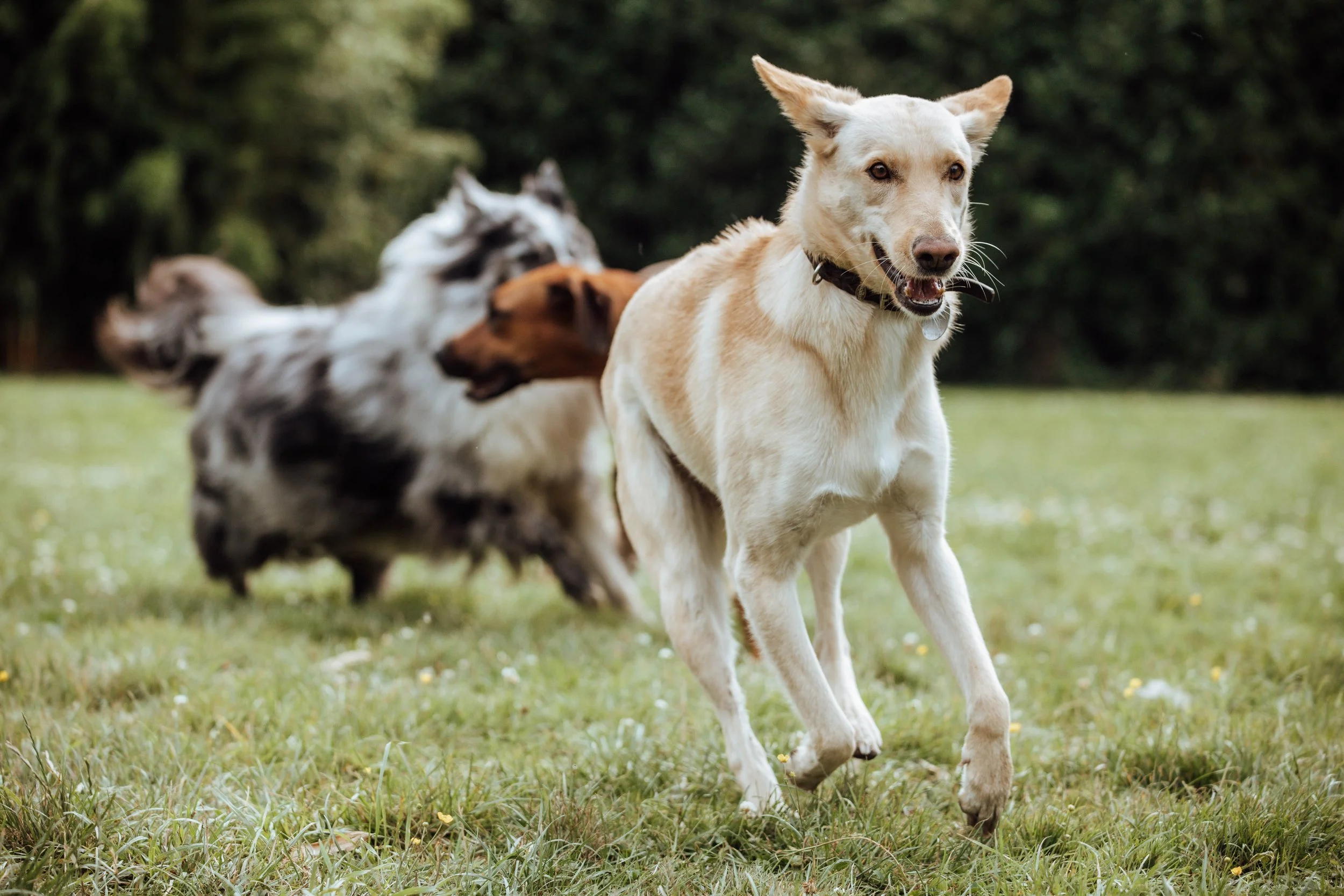 Hundedame läuft mit drei anderen Hunden auf einer Wiese, im Hintergrund Bäume.