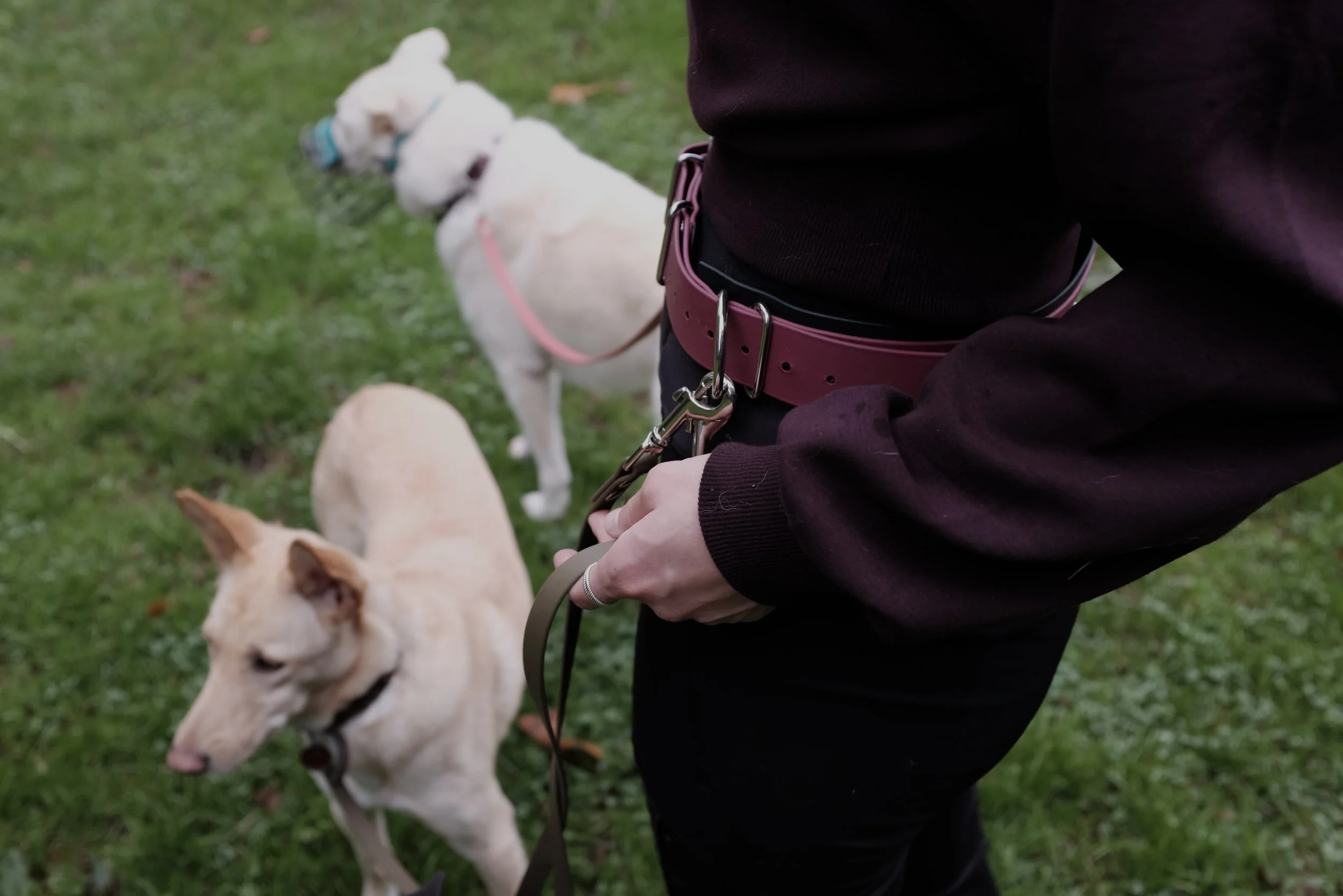 Eine Person mit einer pinkfarbenen Leine hält einen weißen Hund an der Leine. Der Hund hat einen blauen Halsband und eine rosa Leine. Im Hintergrund ist grünes Gras zu sehen.