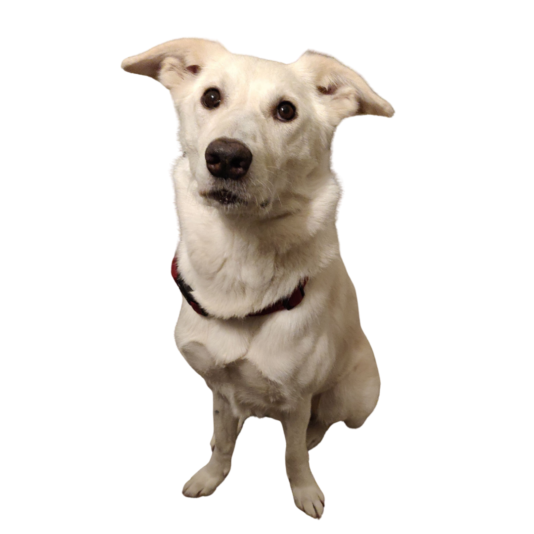 Ein weißer Hund mit schwarzen Augen und einem schwarzen Schnauze sitzt und blickt nach oben.
