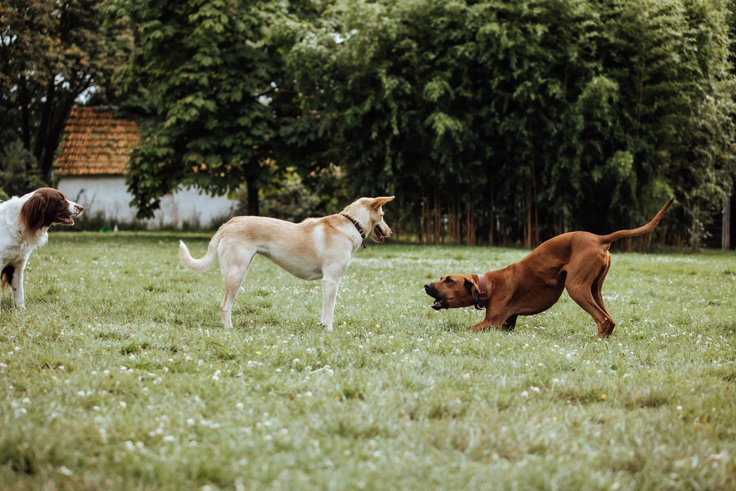 Drei Hunde spielen auf einer grünen Wiese, im Hintergrund Bäume und eine kleine weiße Hütte mit roten Dachziegeln.