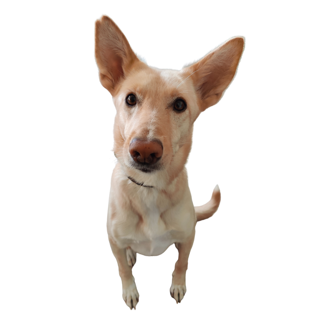 Ein Hund mit großen Ohren, braunem Fell und dunklen Augen, blickt direkt in die Kamera.