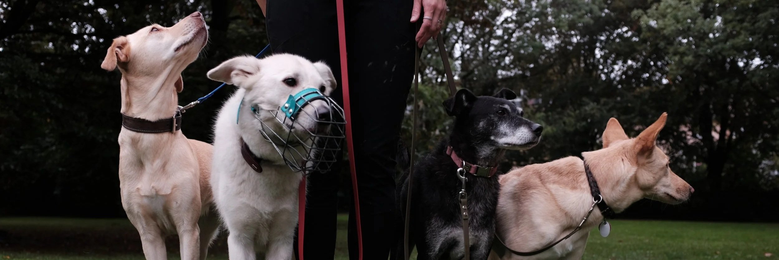 Vier Hunde an der Leine werden auf einer Wiese gehalten, umgeben von Bäumen, mit einer Person im Hintergrund.