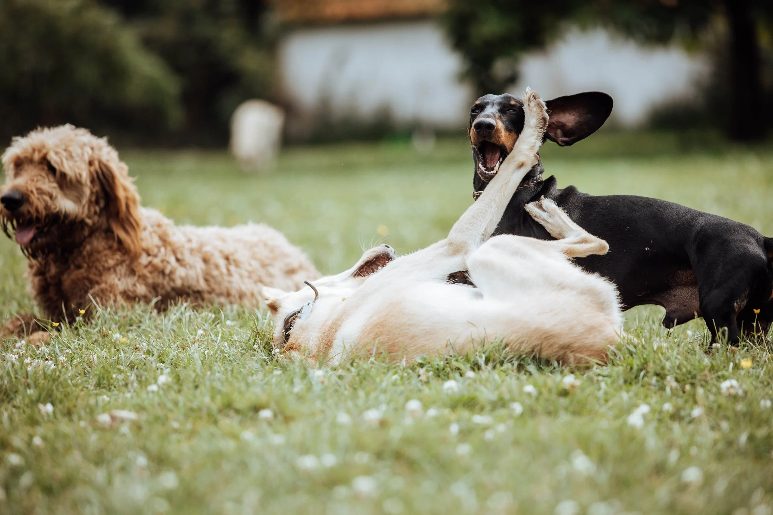 Vier Hunde spielen auf einer grünen Wiese, zwei liegen auf dem Rücken, einer hebt die Vorderpfoten und einer sitzt aufrecht.