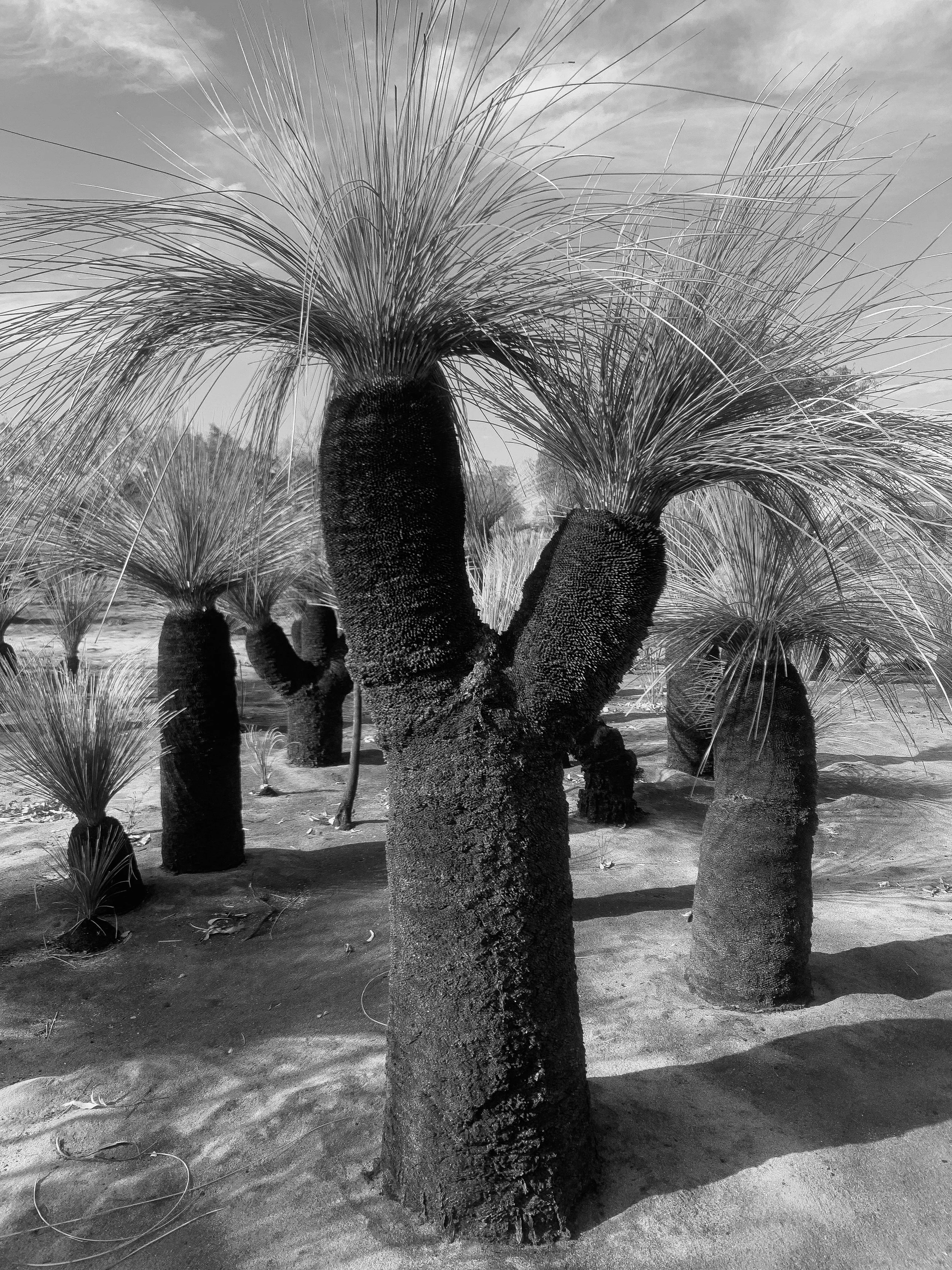 grasstree.jpg