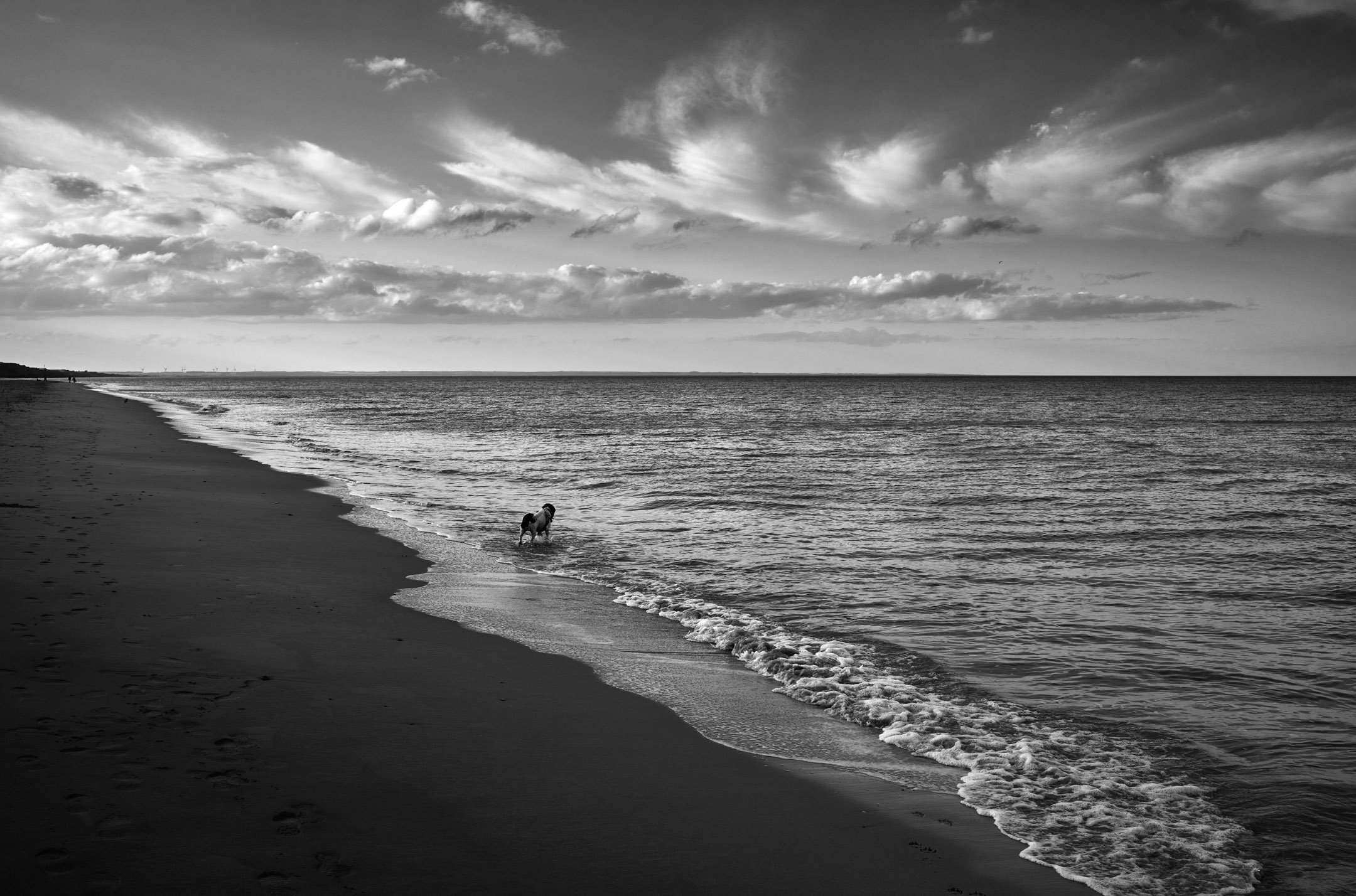 A springer and the sea.