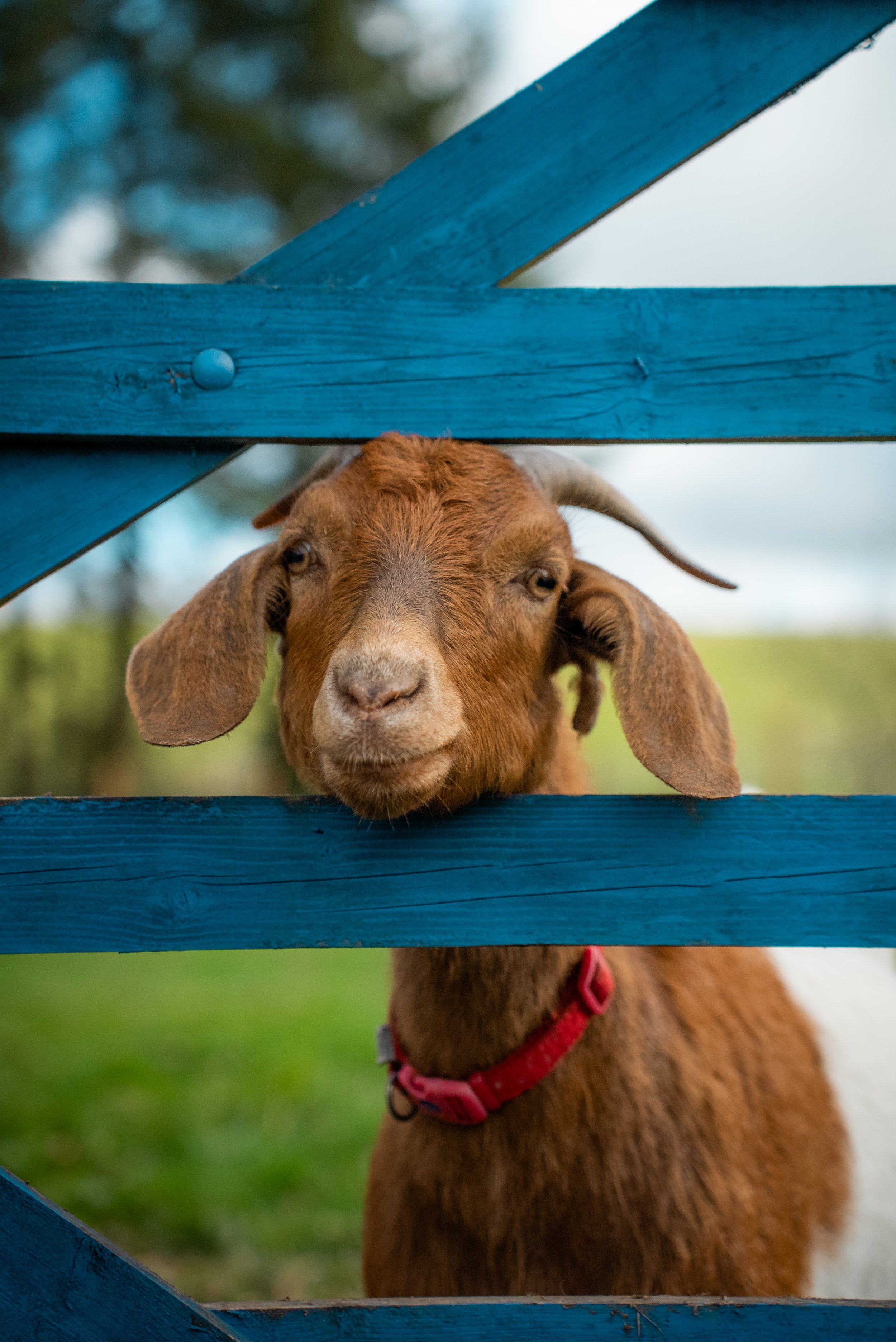 A young brown goat with floppy ears looking through blue wooden slats.