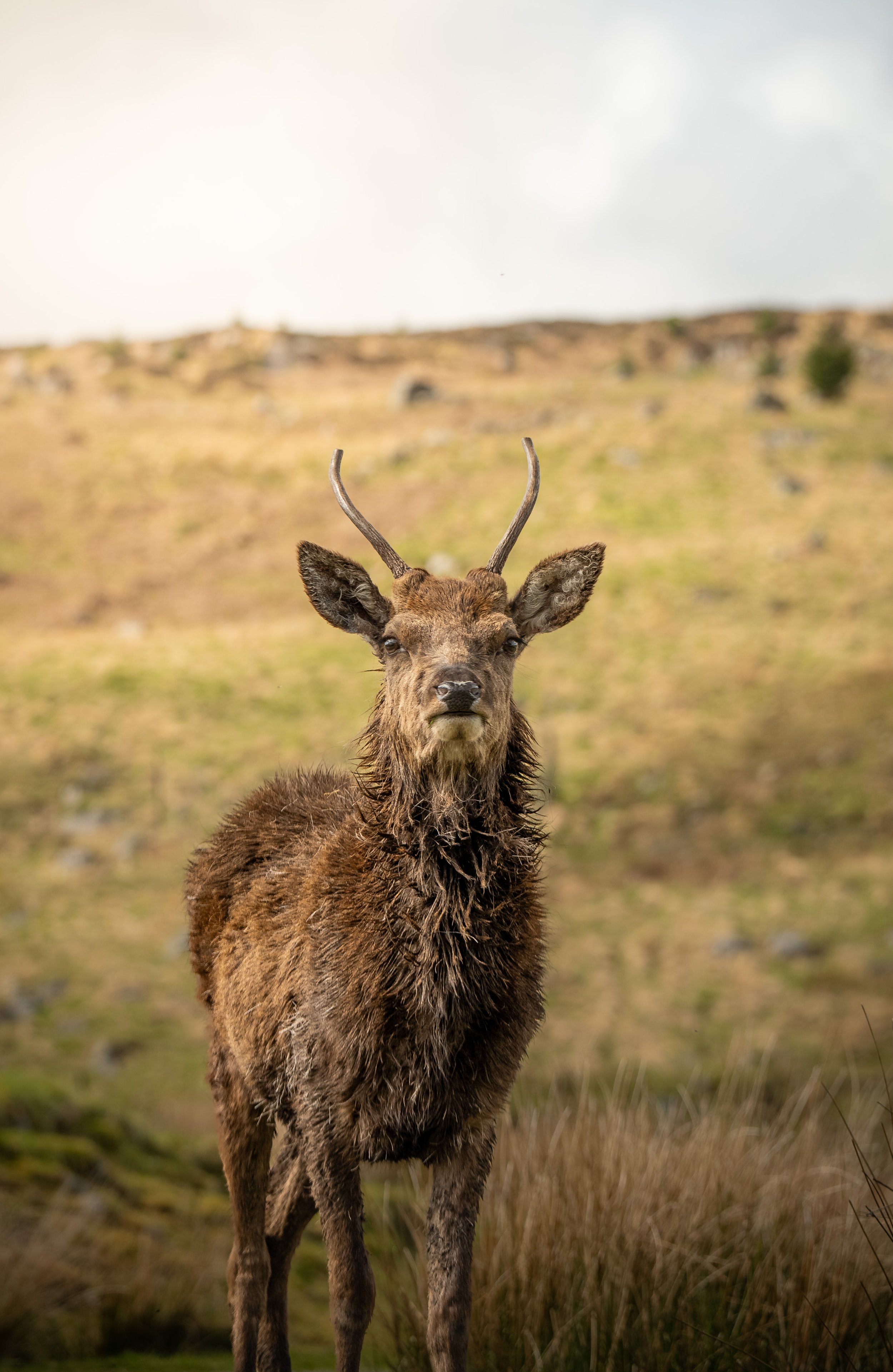 A close-up of a young elk standing in a grassy field with hills and cloudy sky in the background.