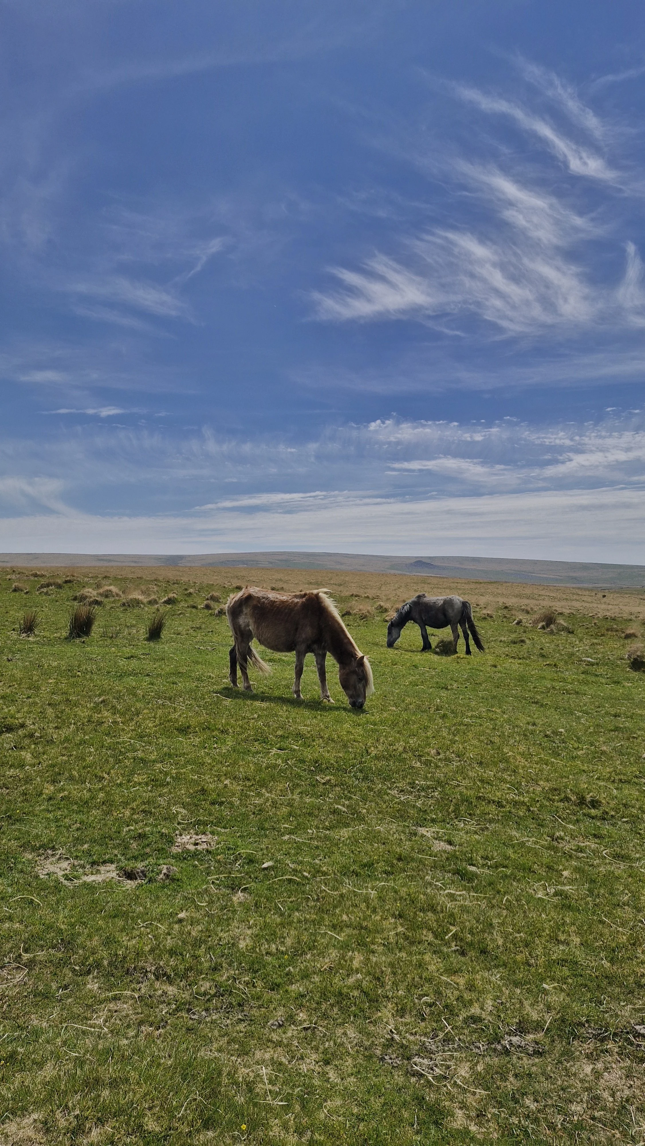 Two horses grazing on a grassy plain under a blue sky with clouds and distant hills.