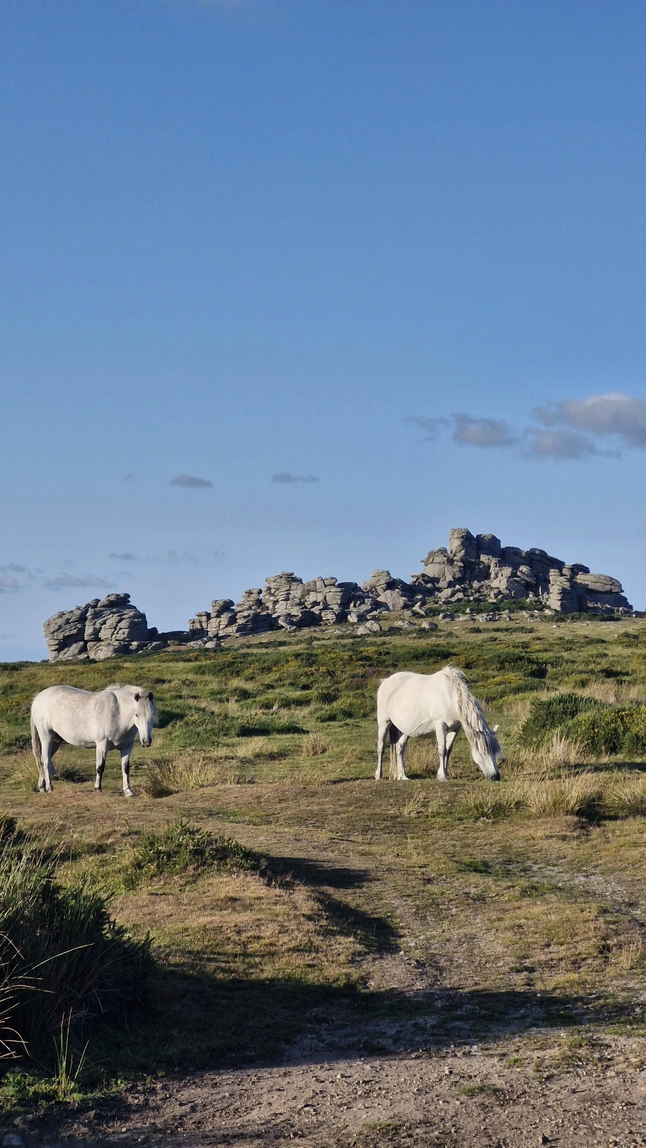 Three white horses grazing on grassy land with rocky formations and a blue sky in the background.