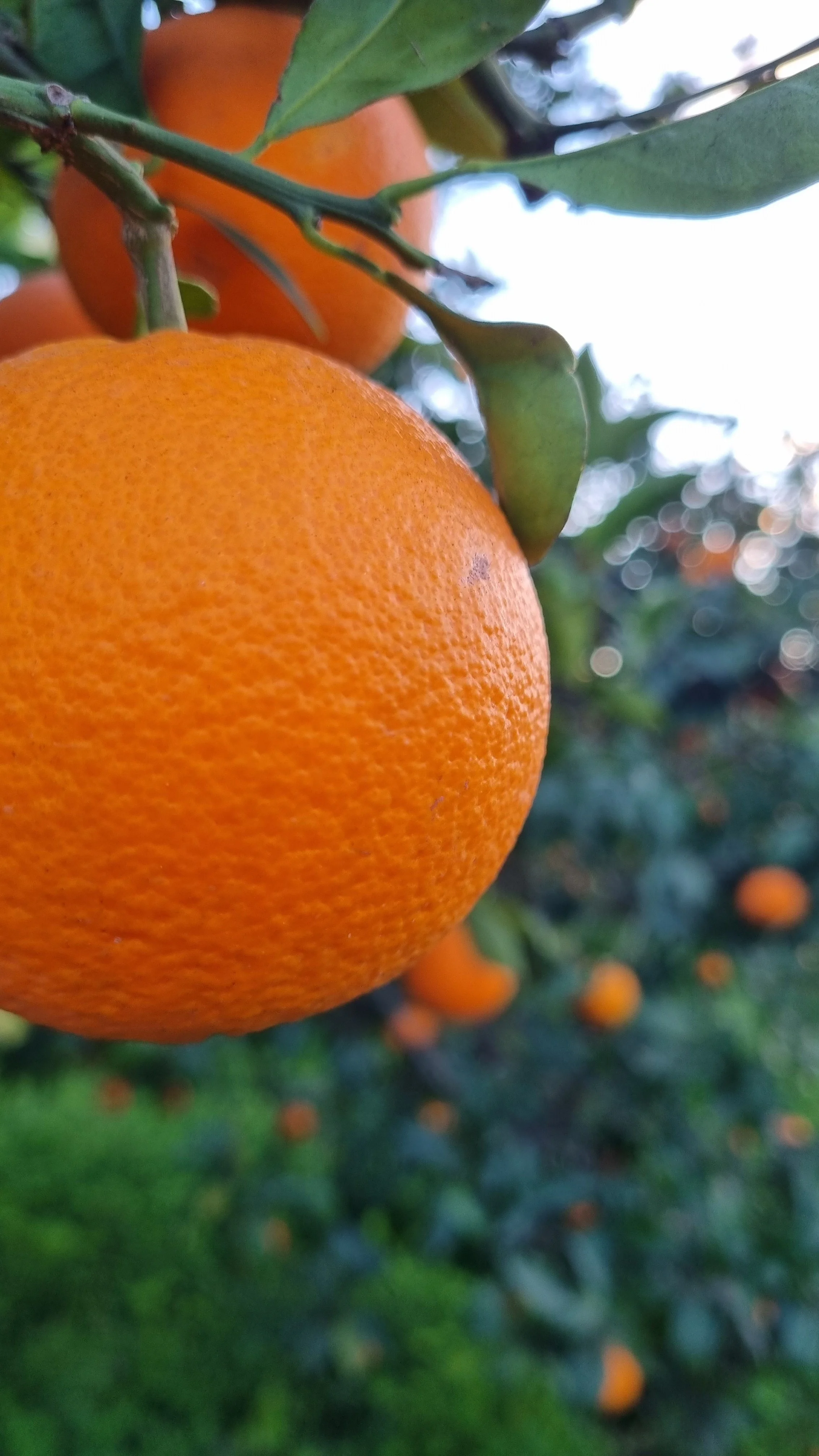 Close-up of a ripe orange fruit growing on a tree, surrounded by green leaves, with more oranges in the background.