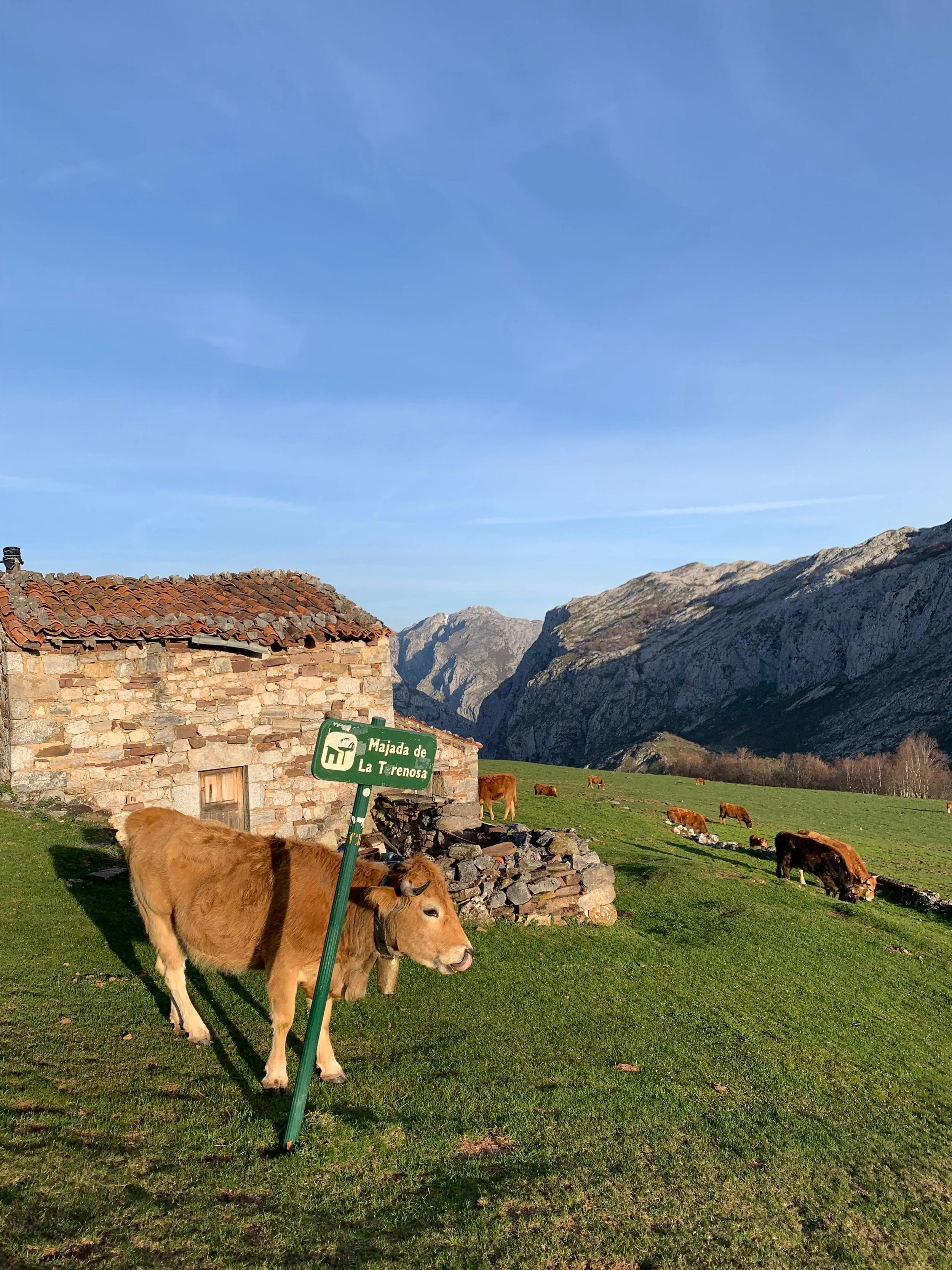A brown cow standing on green grass near a stone wall with a metal sign reading "Majada de La TrenosA". In the background, several other cows graze on a hillside with mountains under a clear blue sky.