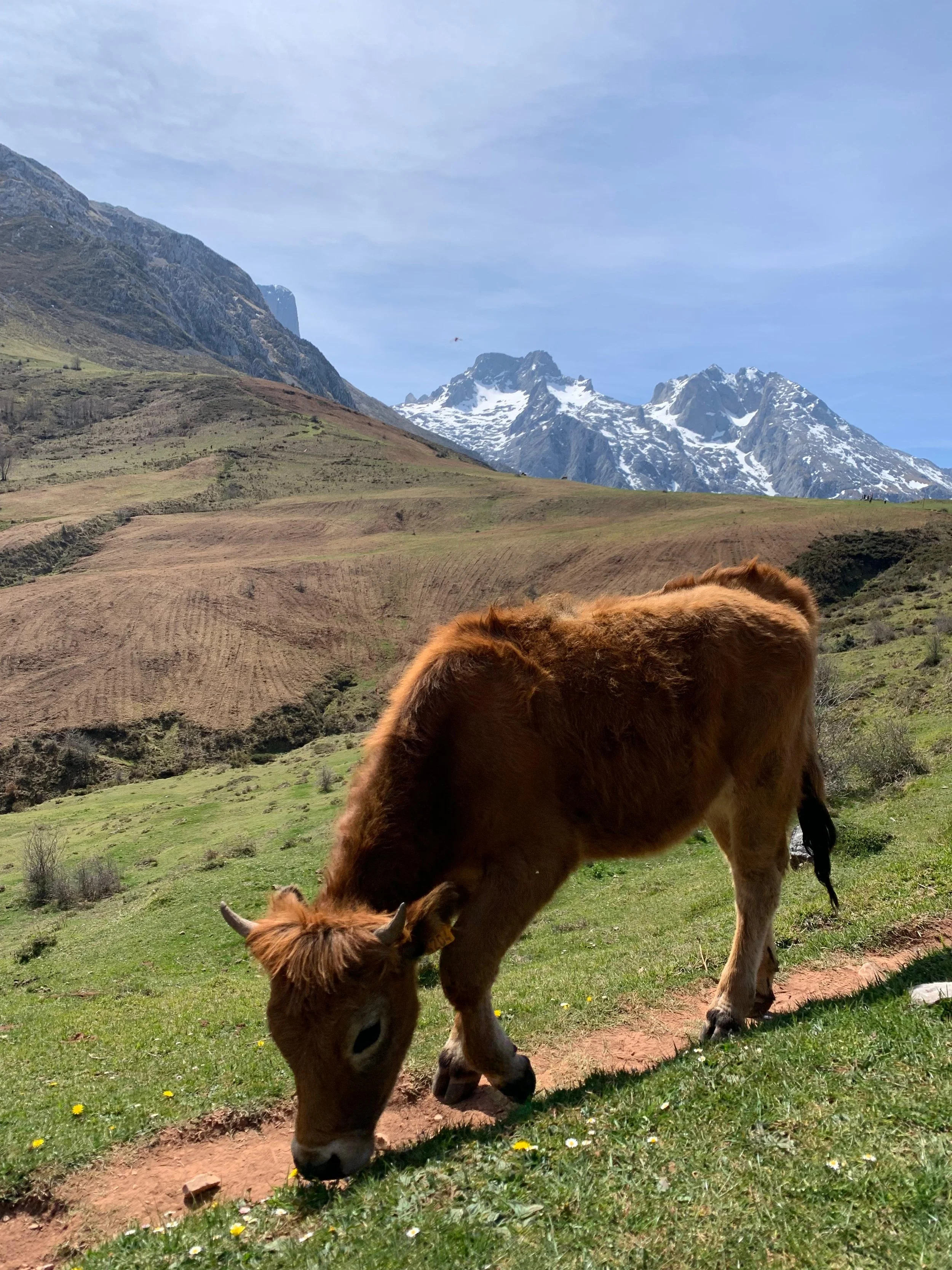 A brown horse grazing on green grass in a mountainous landscape with snow-capped peaks in the background and a blue sky.