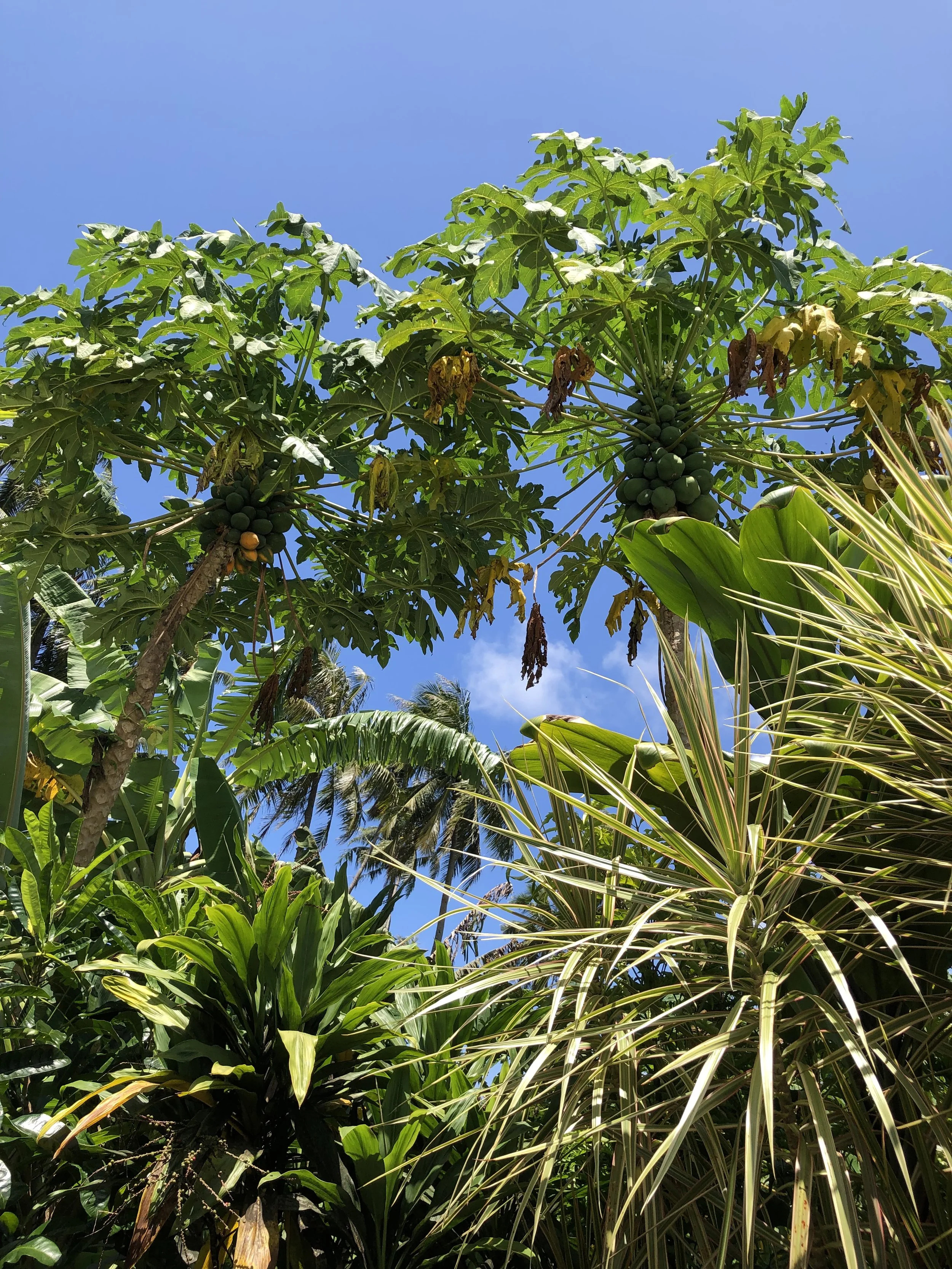 Tall leafy trees and plants with clusters of green bananas hanging from a tree, set against a clear blue sky.