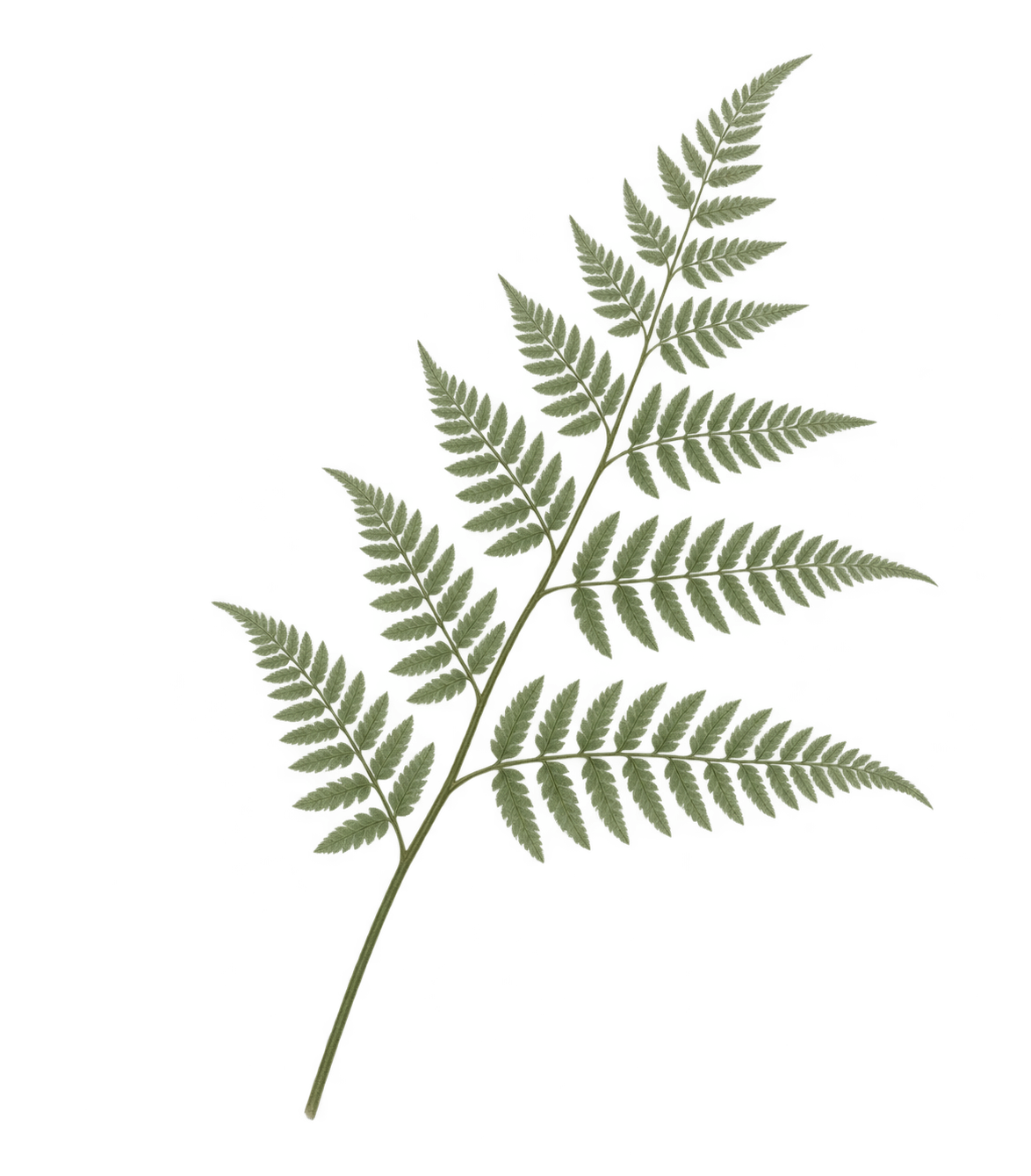 A green fern leaf with multiple small leaflets along a thin central stem, isolated on a black background.