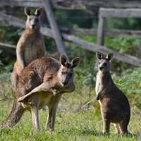 kangaroos.jpg