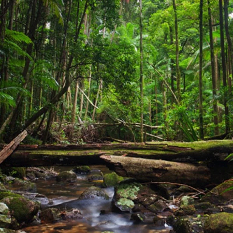 Eastern Dandenong Ranges