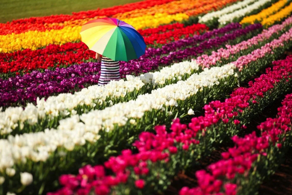 Tulip Festival