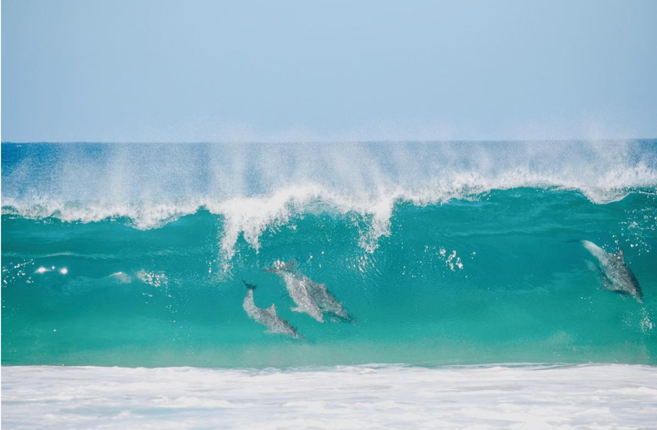 dolphins in wave.png