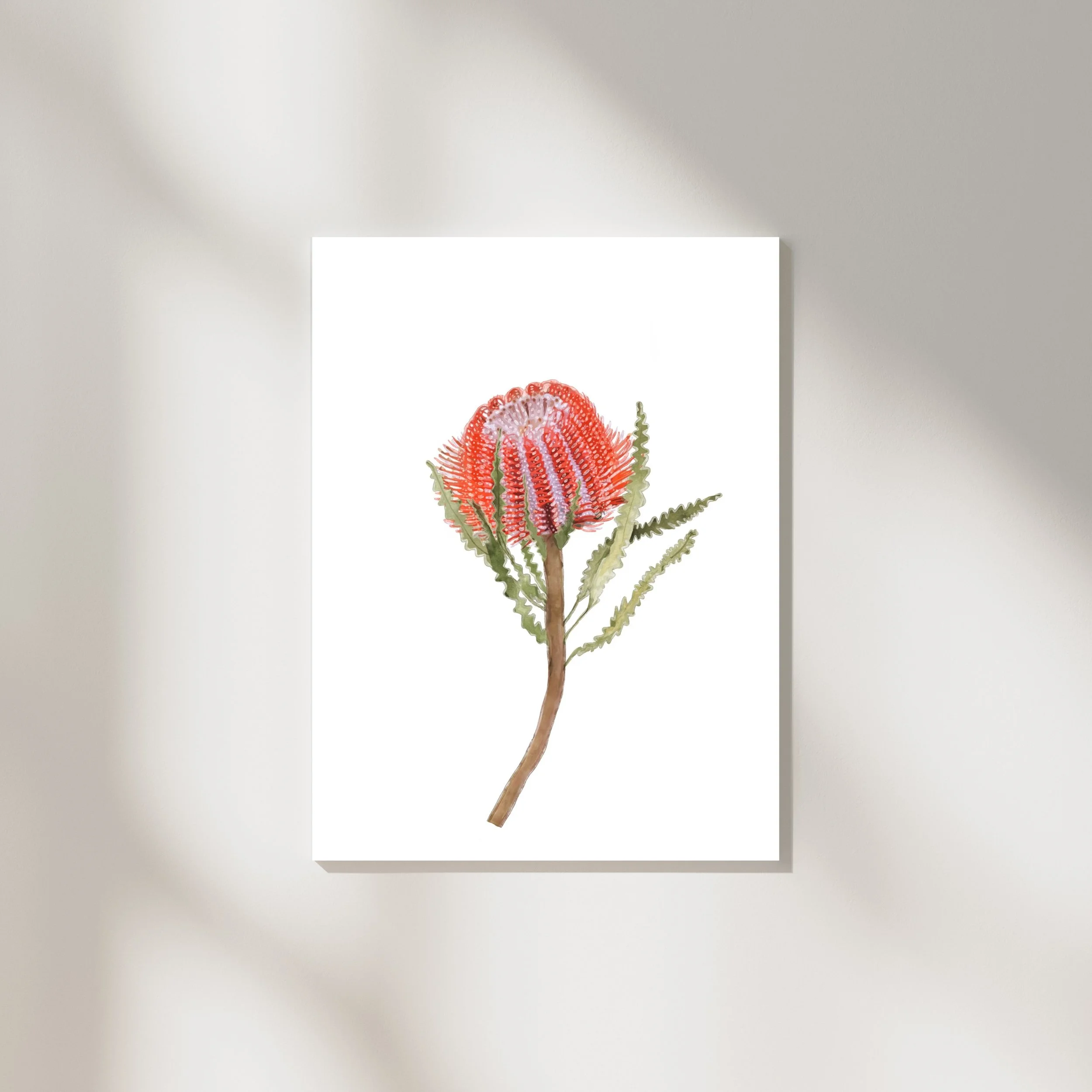Scarlet Banksia Print