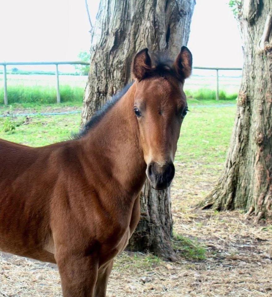 A young brown foal standing next to a tree in a grassy outdoor area.
