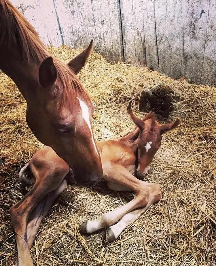 A brown mare and a foal lying in a hay-covered stall, with a black pig in the background.
