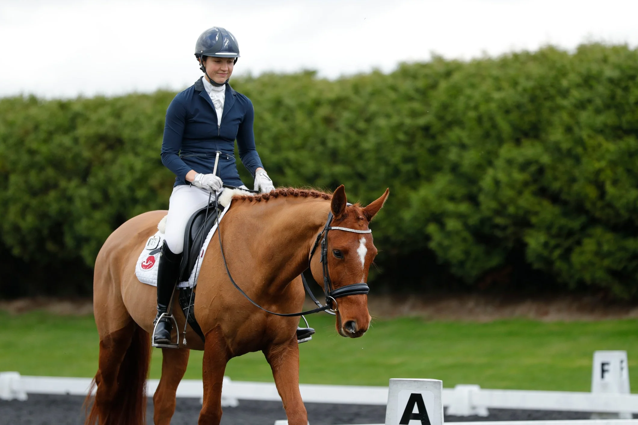 Young female equestrian rider in a riding helmet and navy jacket riding a chestnut horse during a dressage competition in an outdoor riding arena with letter markers and a green hedge in the background.