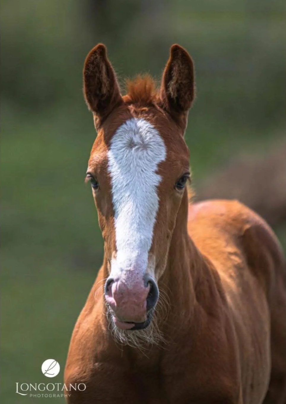 Close-up of a young chestnut horse with a white blaze on its face, standing outdoors with a blurred green background.