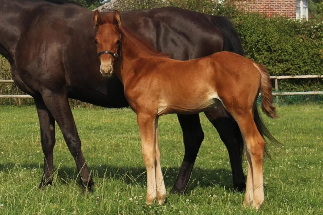 A young brown foal standing next to a dark brown adult horse in a grassy field, with a brick building and greenery in the background.