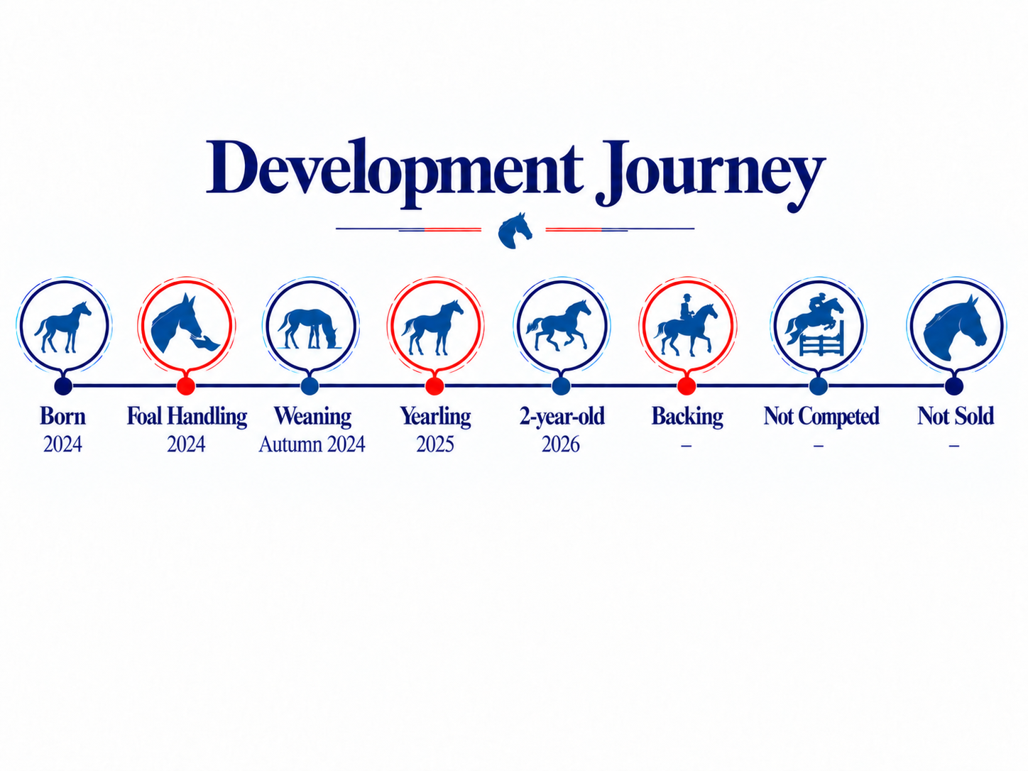 A progression chart illustrating a horse development journey from birth in 2024 to not sold, including stages like foal handling, weaning, yearling, 2-year-old, backing, not competed, and not sold, with icons of horses and riders.