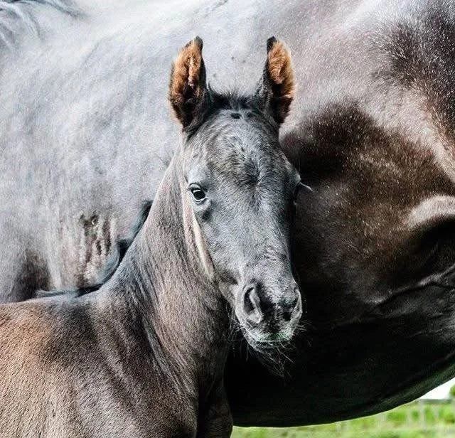 A close-up of a foal leaning against its mother horse, showing both standing outdoors.