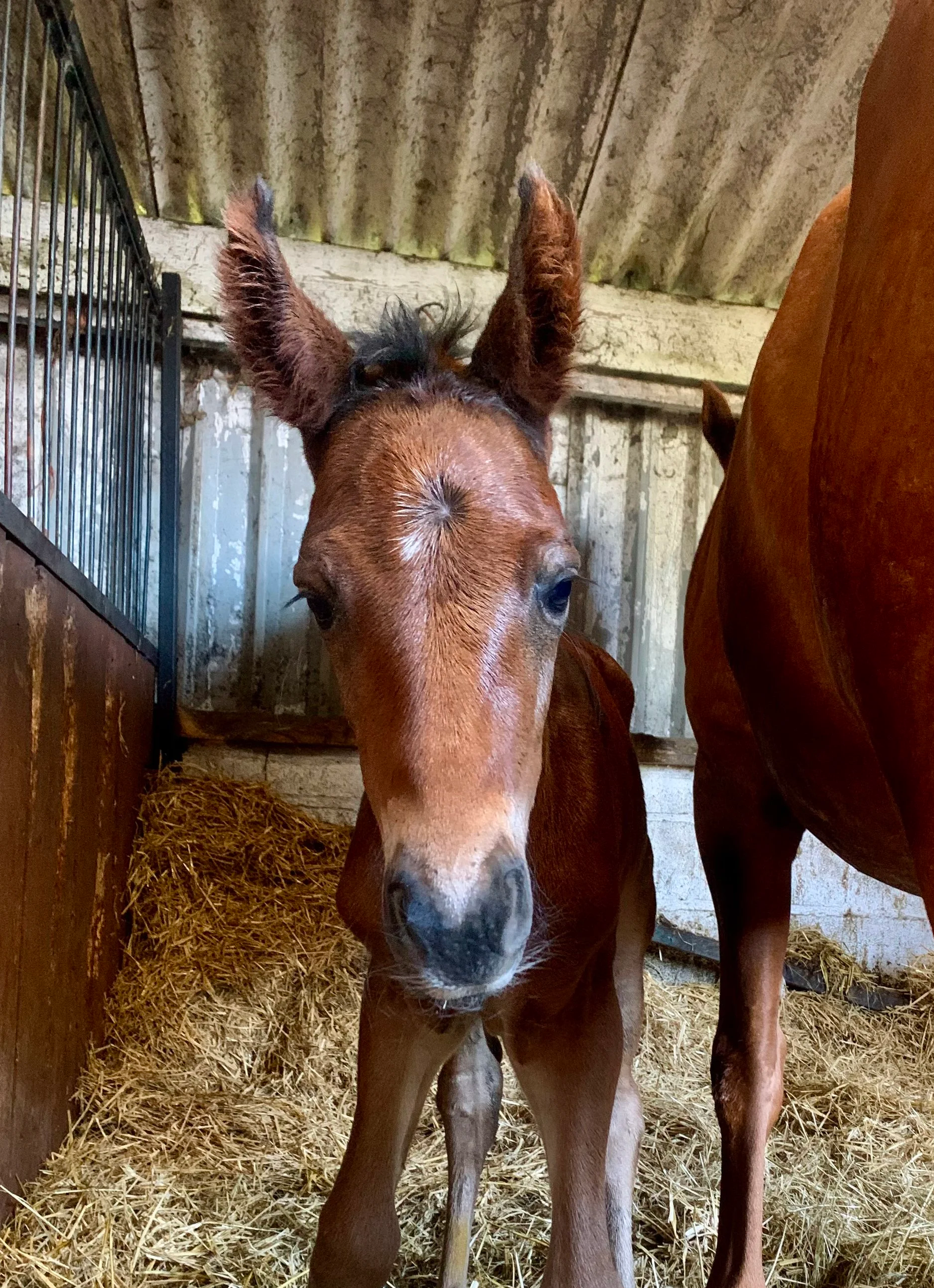 A young foal stands in a barn with yellow straw bedding and wooden walls, with part of an adult horse visible on the right.