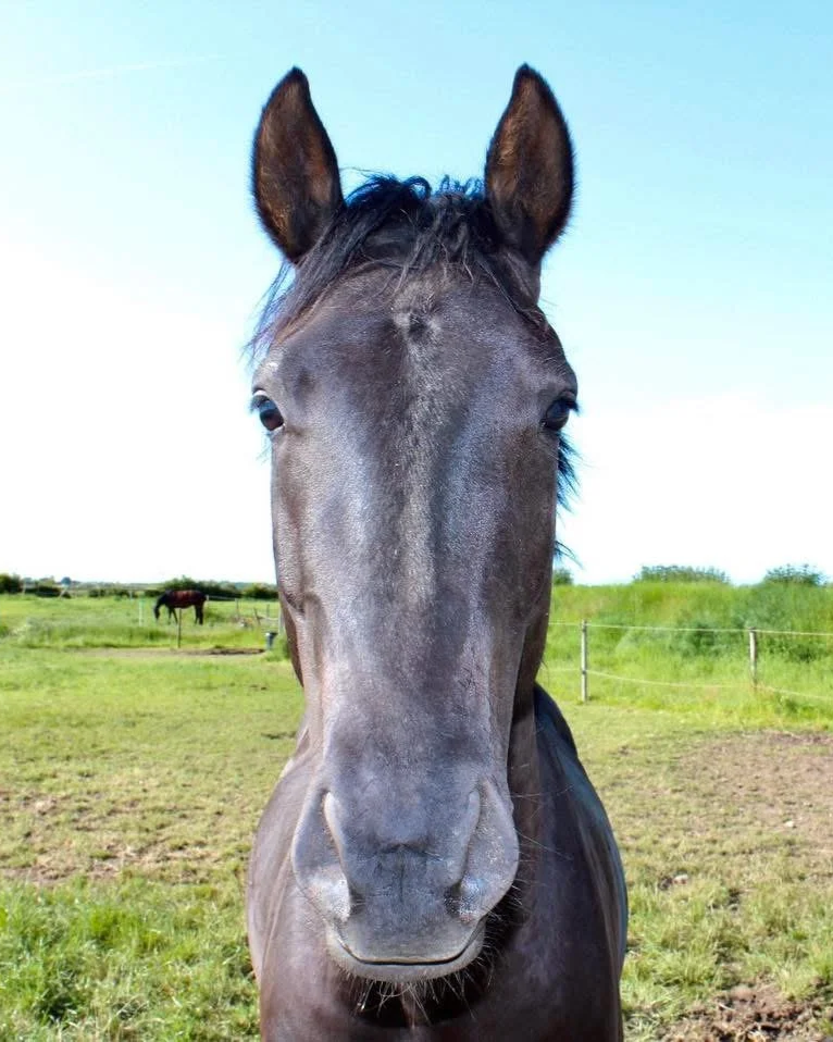 Close-up of a gray horse standing in a green pasture under a blue sky, with another horse in the background.
