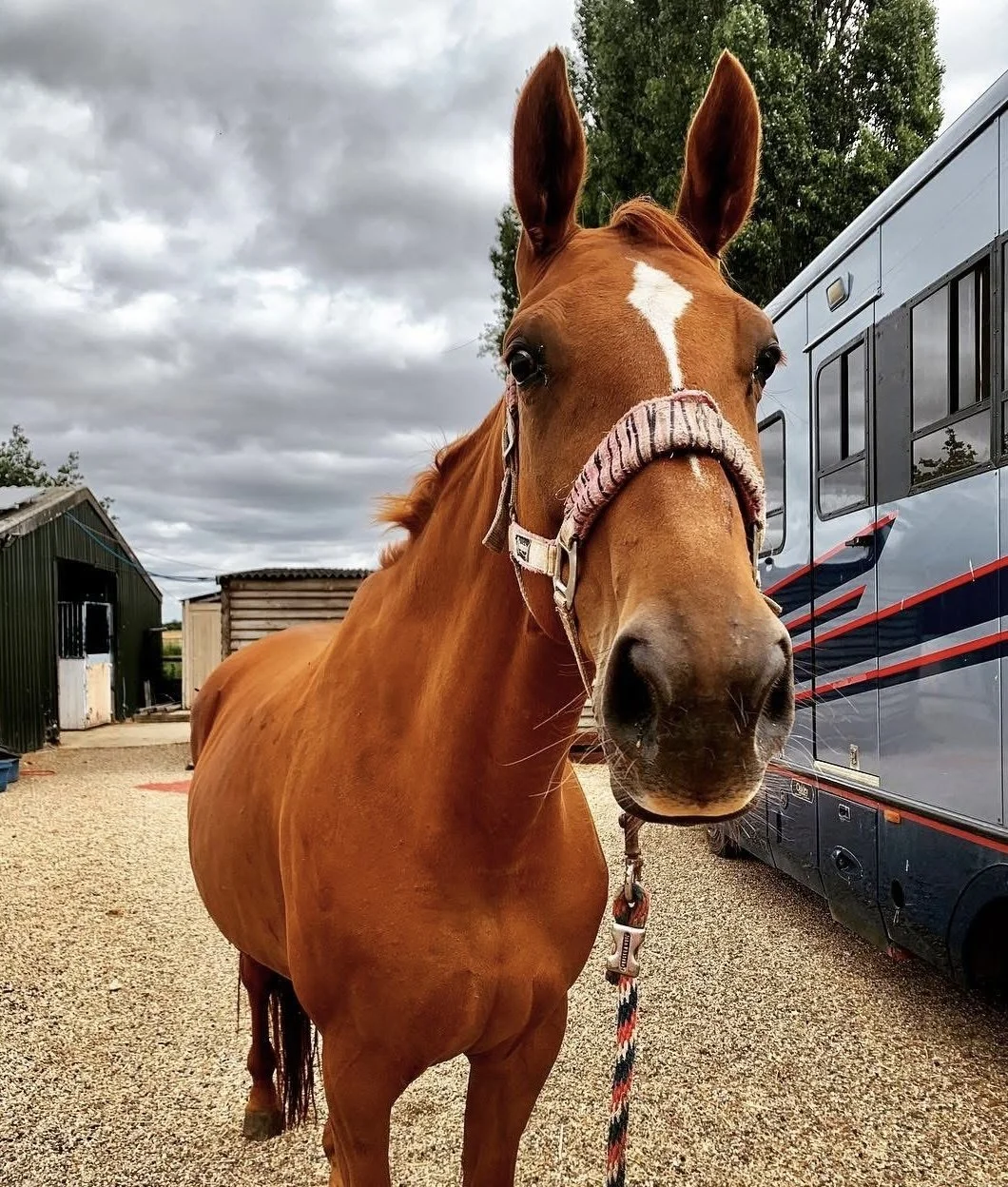 Close-up of a brown horse with a white mark on its forehead, standing outdoors near a trailer and farm buildings on a cloudy day.